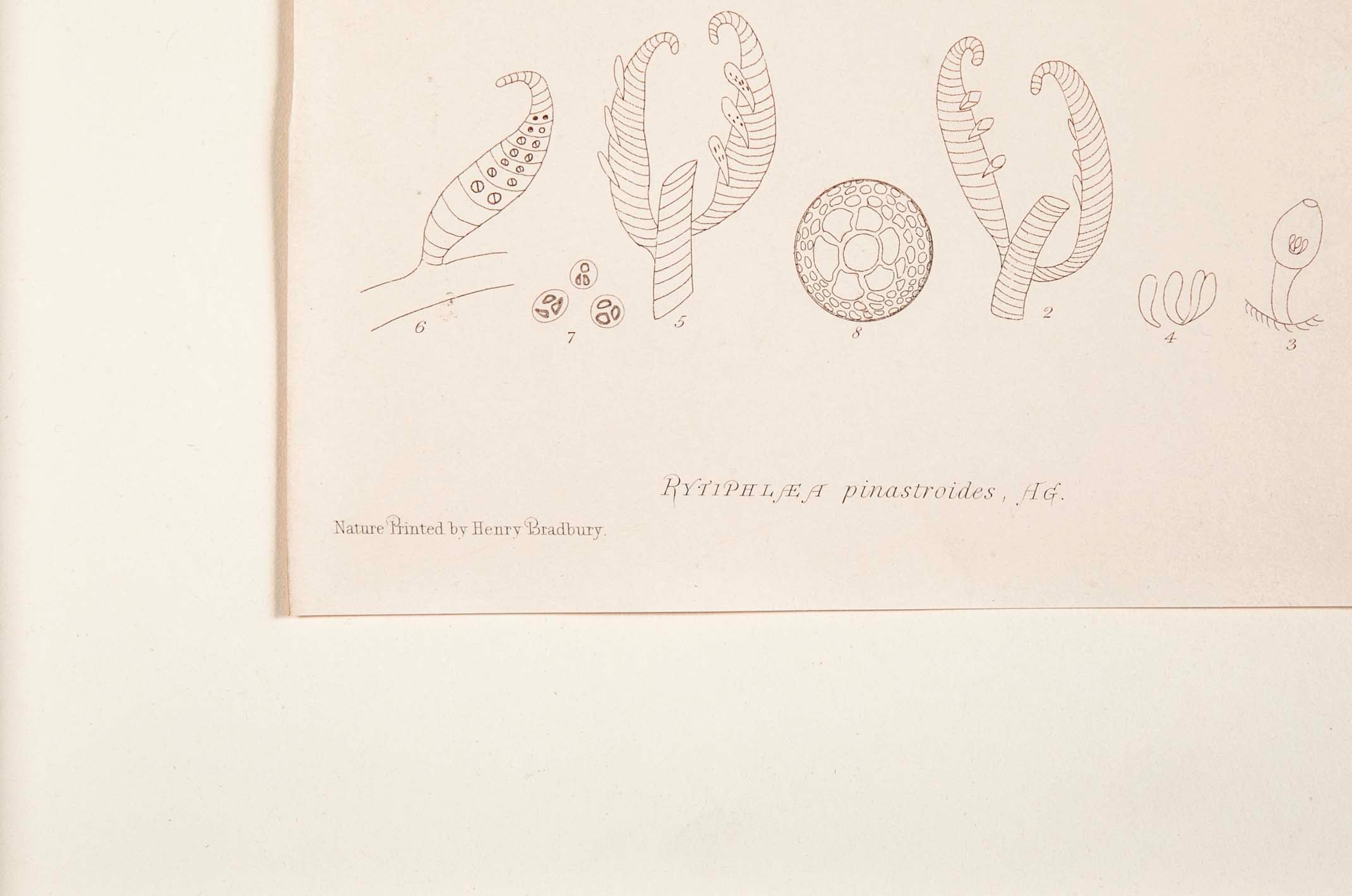 "Nature" 8 Prints of Sea Flora by Henry Bradbury - Priced Individually