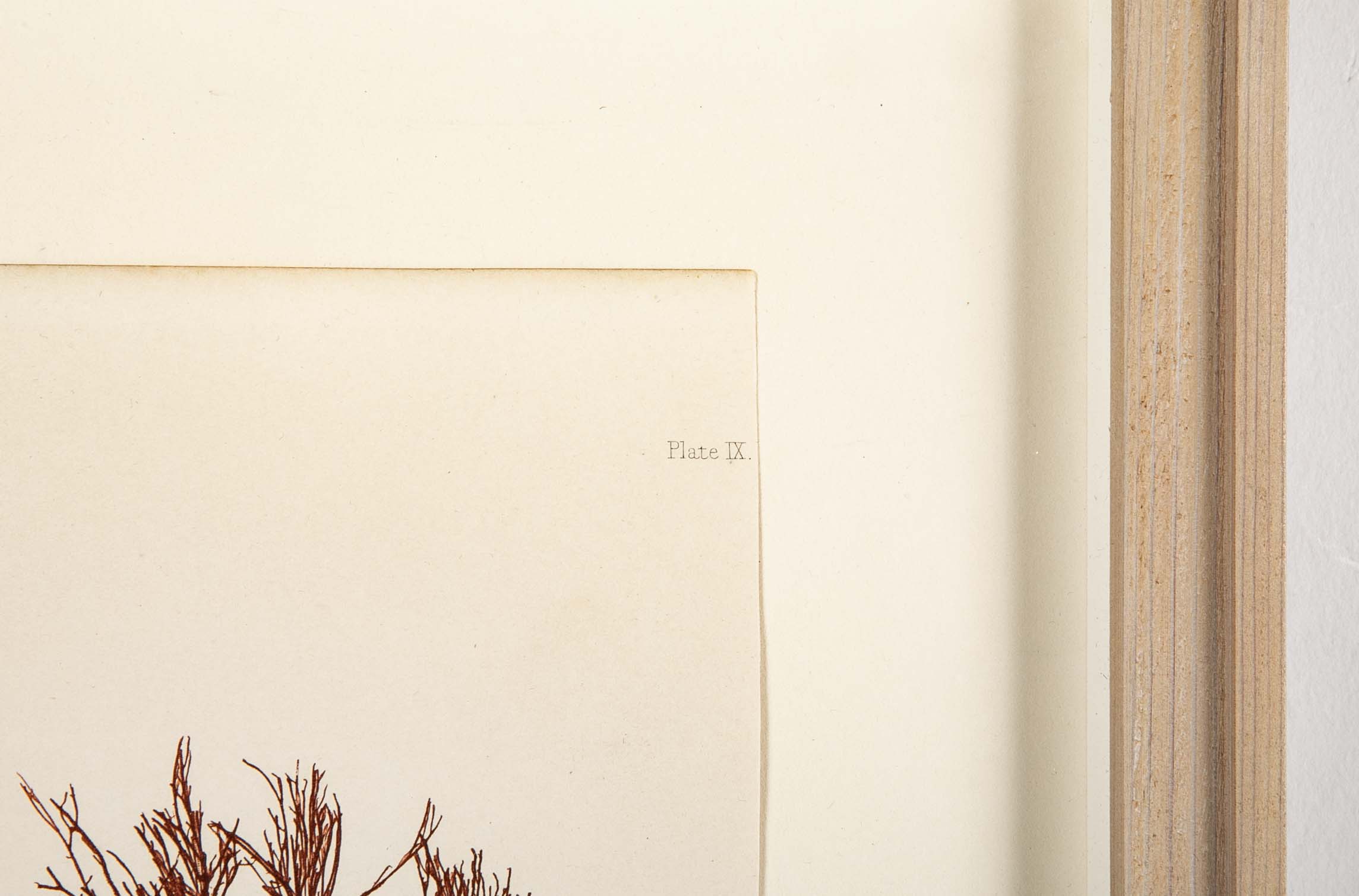 "Nature" 8 Prints of Sea Flora by Henry Bradbury - Priced Individually