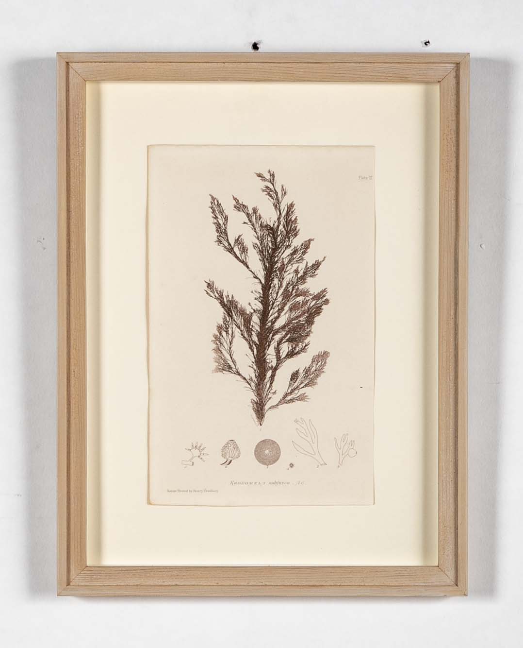 "Nature" 8 Prints of Sea Flora by Henry Bradbury - Priced Individually