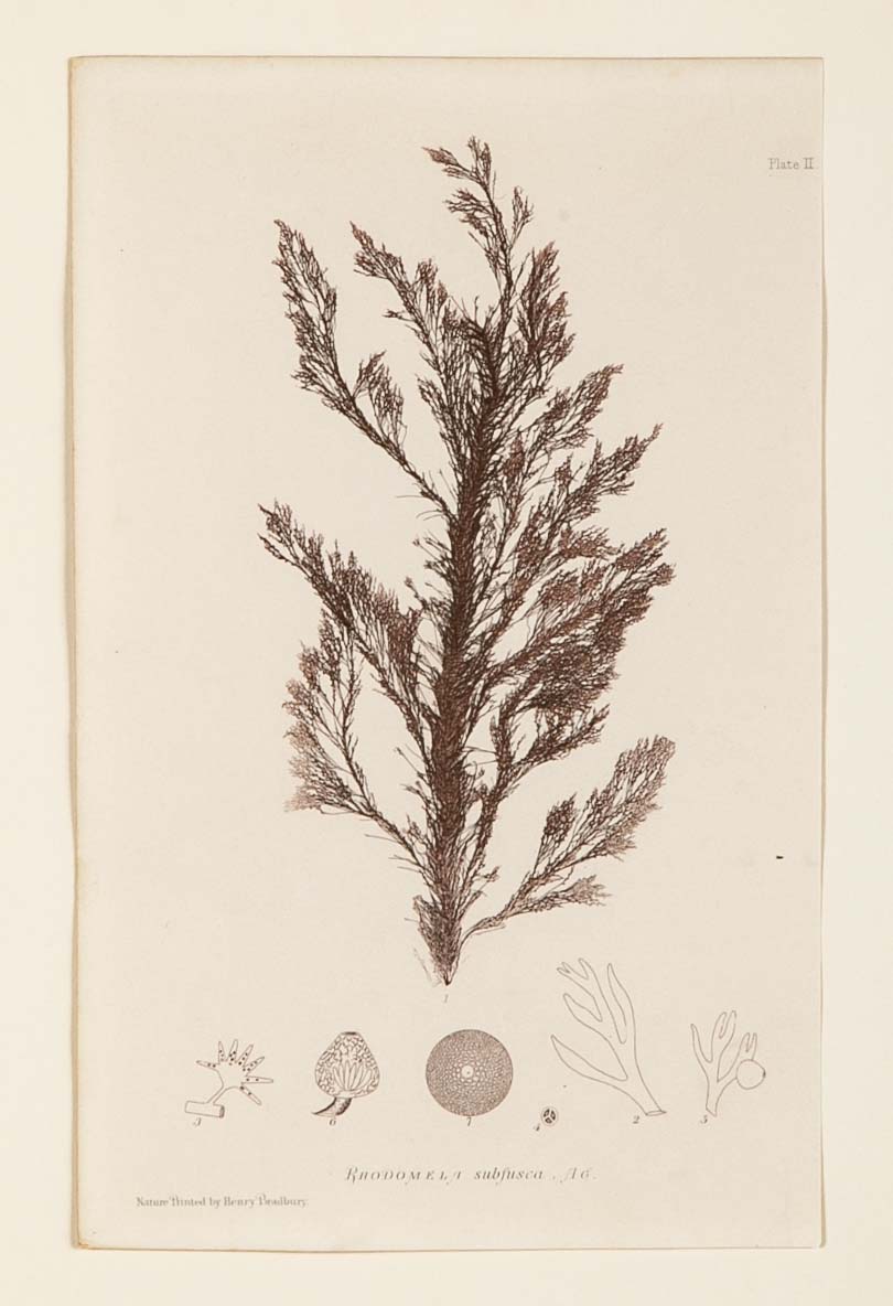 "Nature" 8 Prints of Sea Flora by Henry Bradbury - Priced Individually