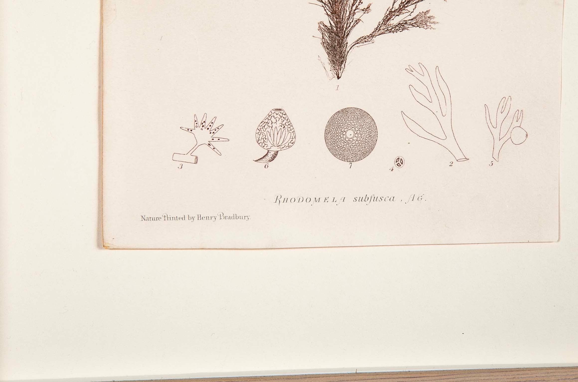 "Nature" 8 Prints of Sea Flora by Henry Bradbury - Priced Individually