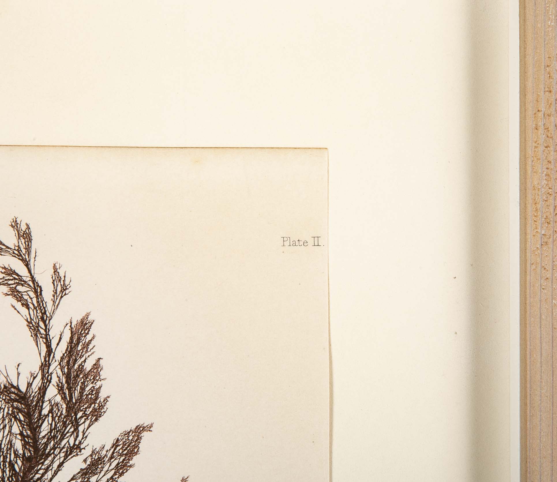 "Nature" 8 Prints of Sea Flora by Henry Bradbury - Priced Individually