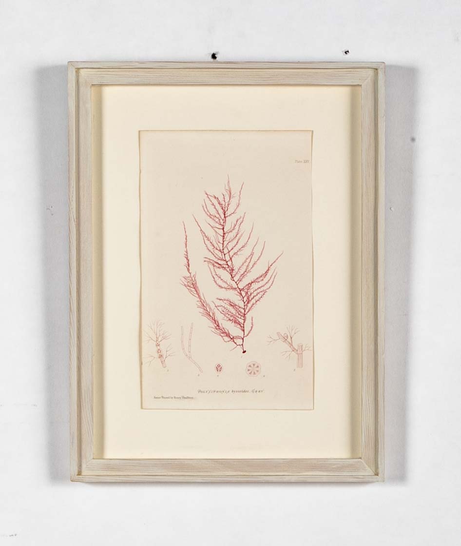 "Nature" 8 Prints of Sea Flora by Henry Bradbury - Priced Individually