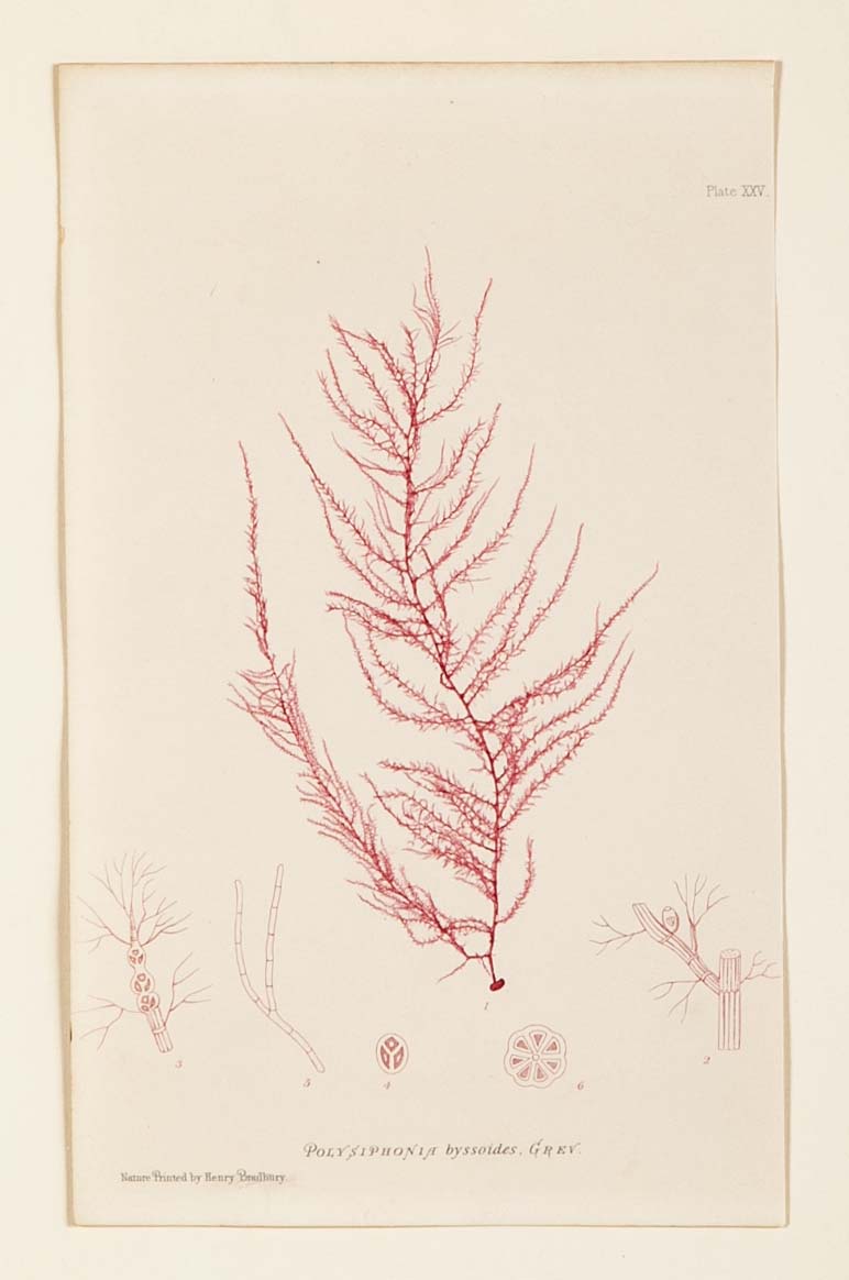 "Nature" 8 Prints of Sea Flora by Henry Bradbury - Priced Individually
