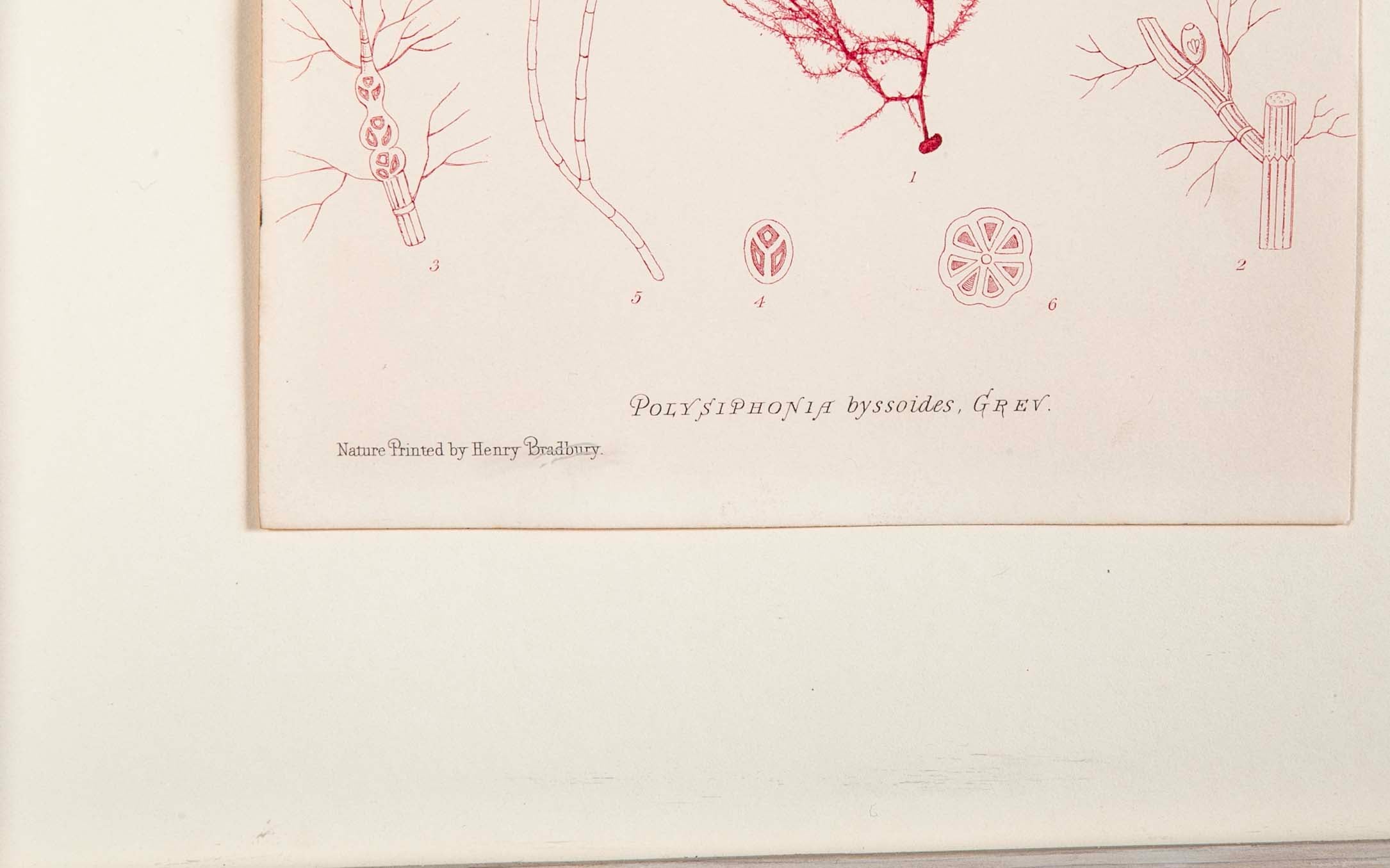 "Nature" 8 Prints of Sea Flora by Henry Bradbury - Priced Individually