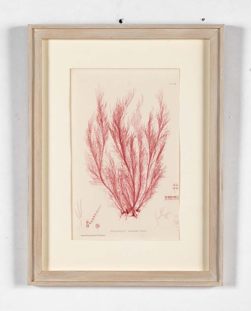 "Nature" 8 Prints of Sea Flora by Henry Bradbury - Priced Individually