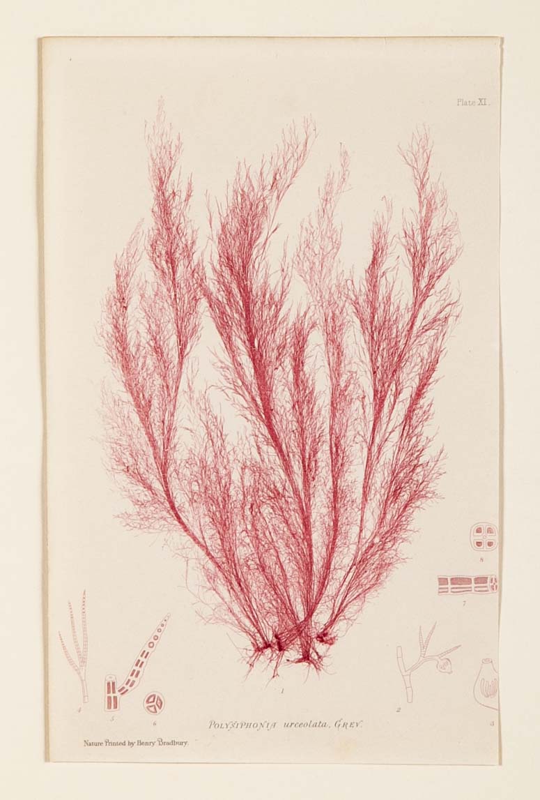 "Nature" 8 Prints of Sea Flora by Henry Bradbury - Priced Individually