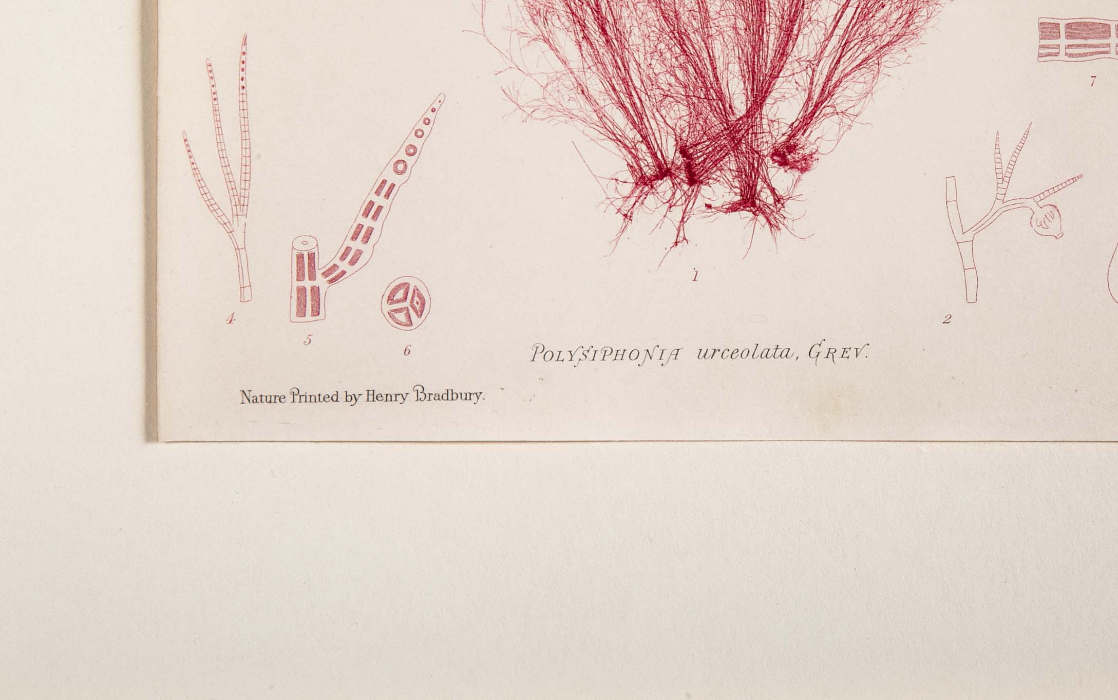 "Nature" 8 Prints of Sea Flora by Henry Bradbury - Priced Individually