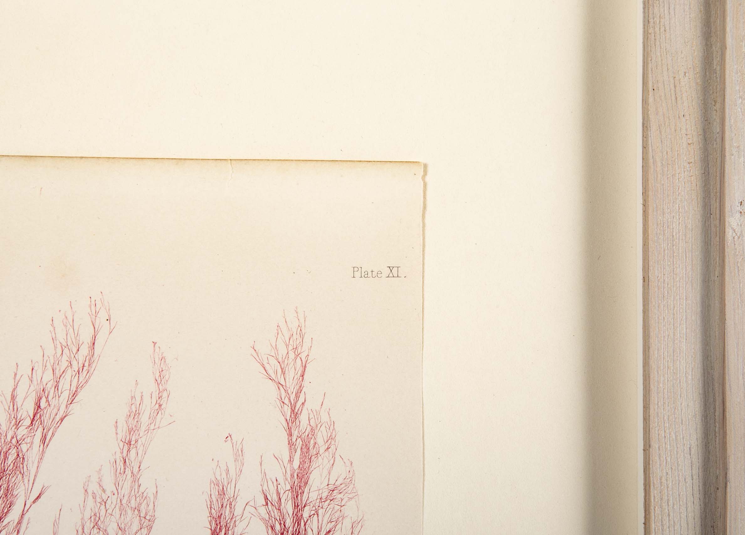 "Nature" 8 Prints of Sea Flora by Henry Bradbury - Priced Individually