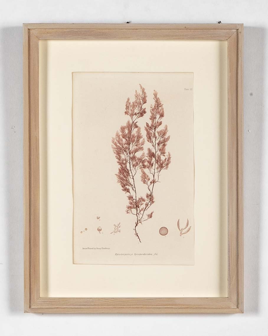 "Nature" 8 Prints of Sea Flora by Henry Bradbury - Priced Individually