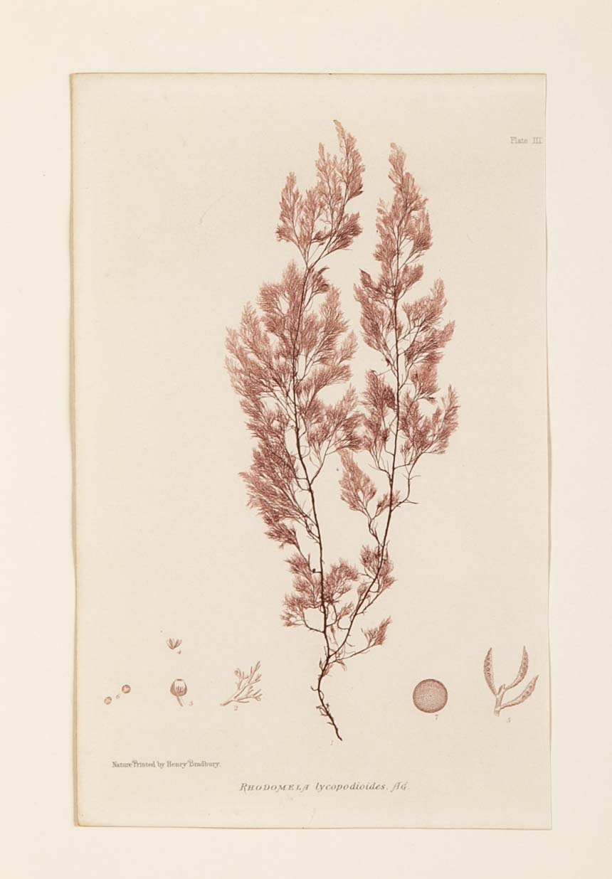 "Nature" 8 Prints of Sea Flora by Henry Bradbury - Priced Individually