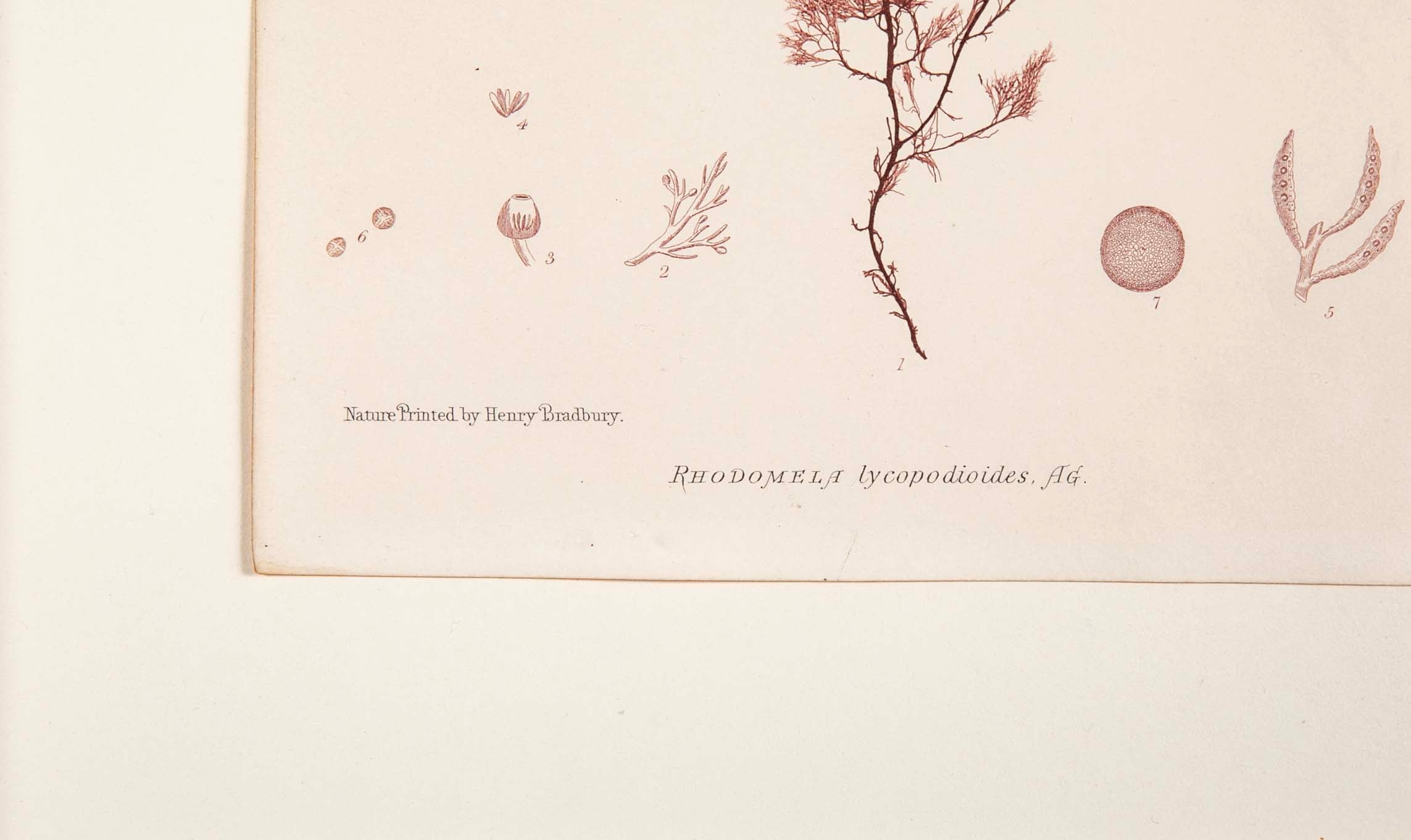 "Nature" 8 Prints of Sea Flora by Henry Bradbury - Priced Individually