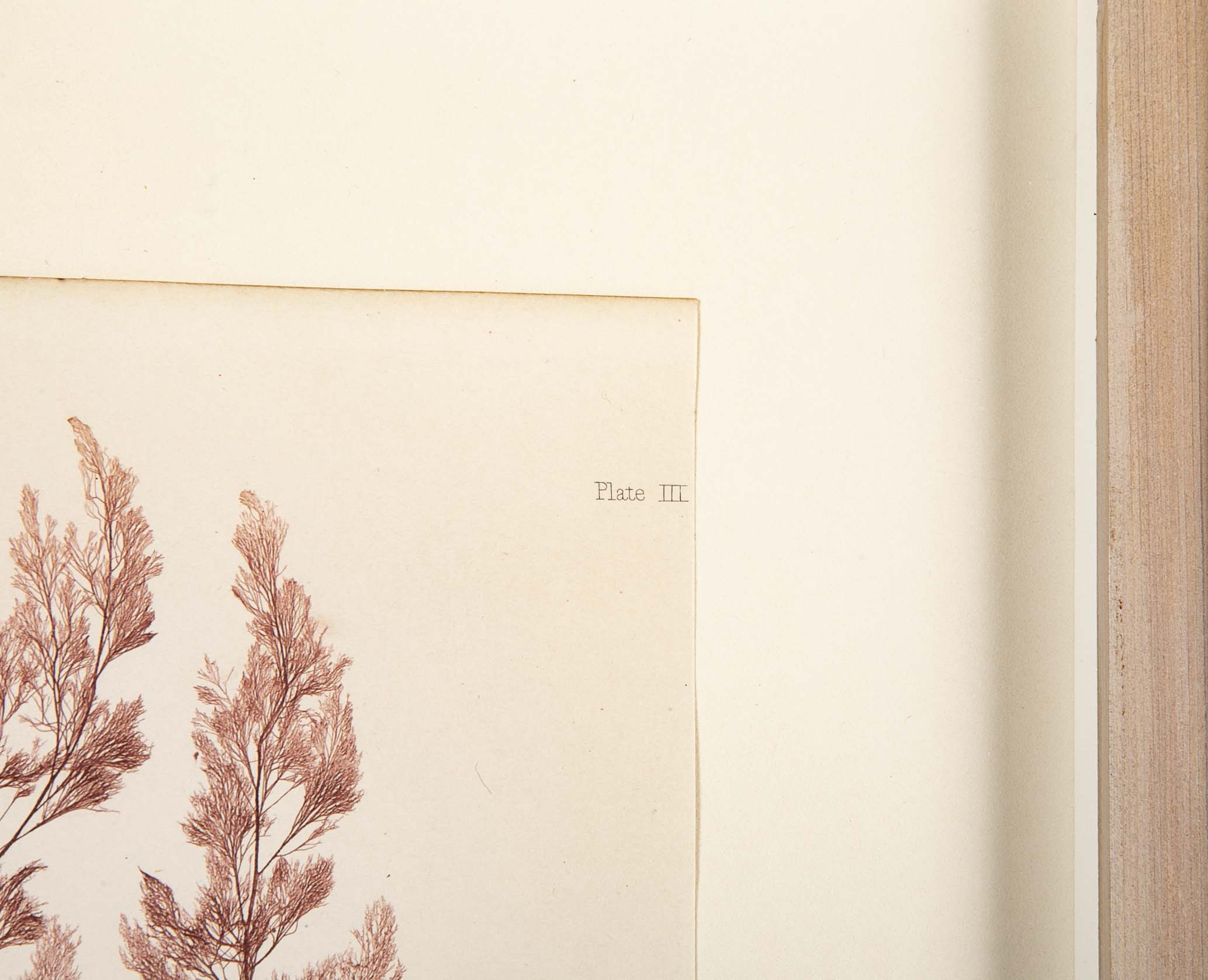 "Nature" 8 Prints of Sea Flora by Henry Bradbury - Priced Individually