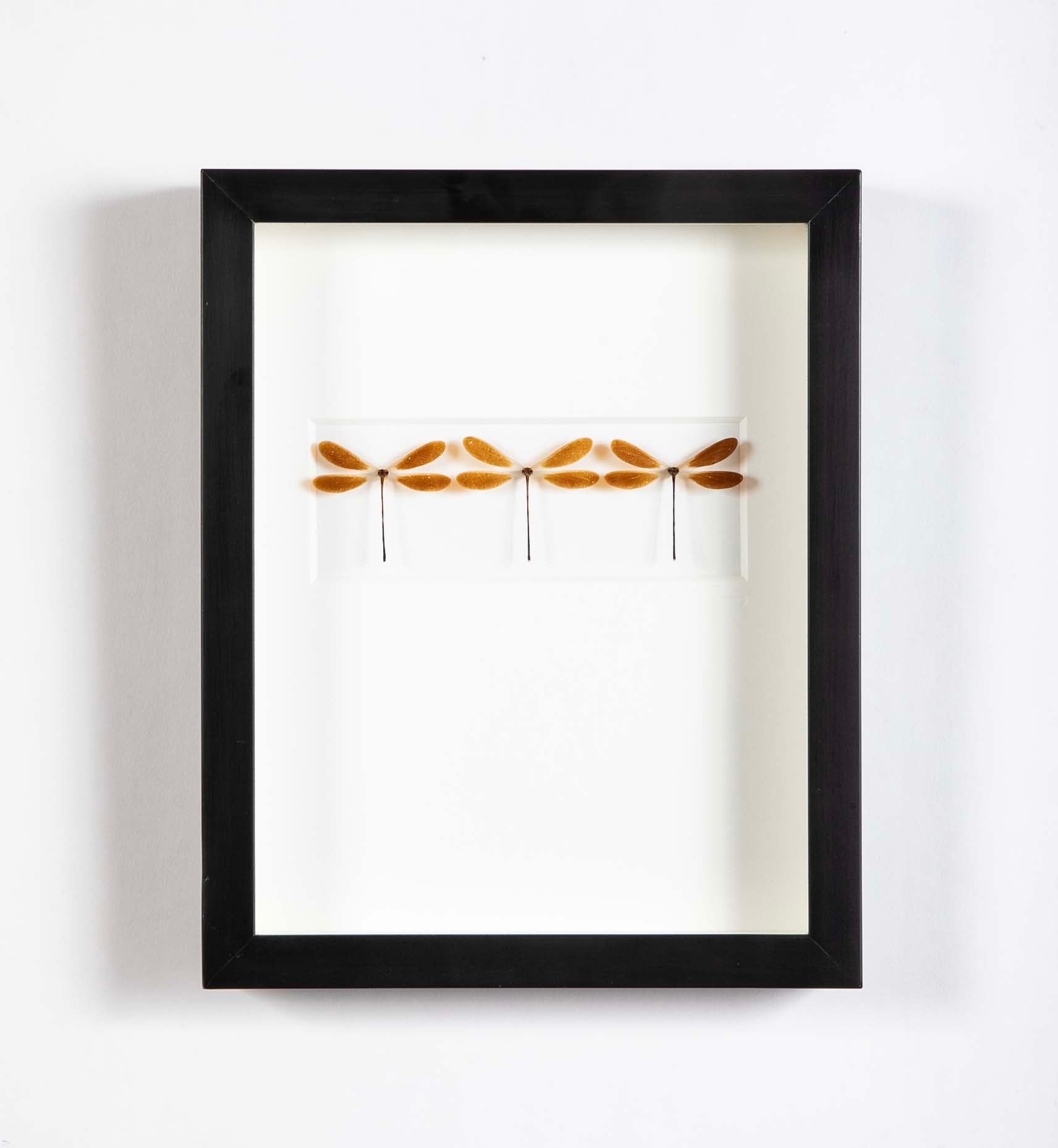 "Butterfly Trio" in Shadow Box by Christopher Marly