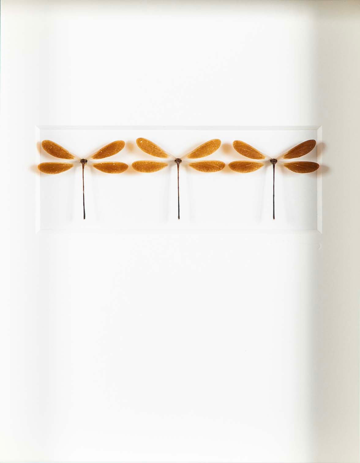 "Butterfly Trio" in Shadow Box by Christopher Marly