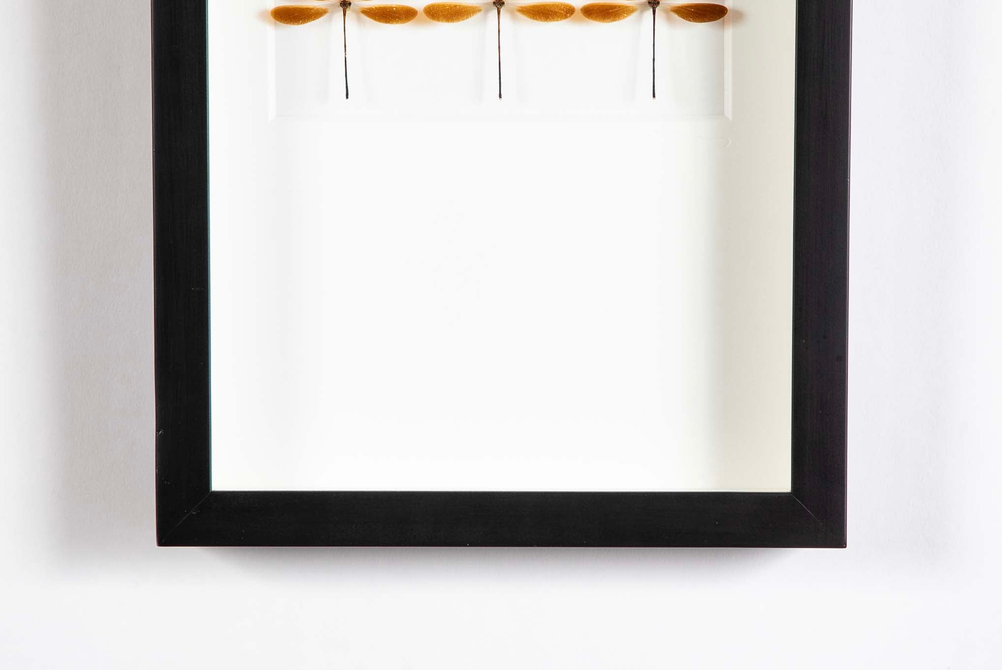 "Butterfly Trio" in Shadow Box by Christopher Marly