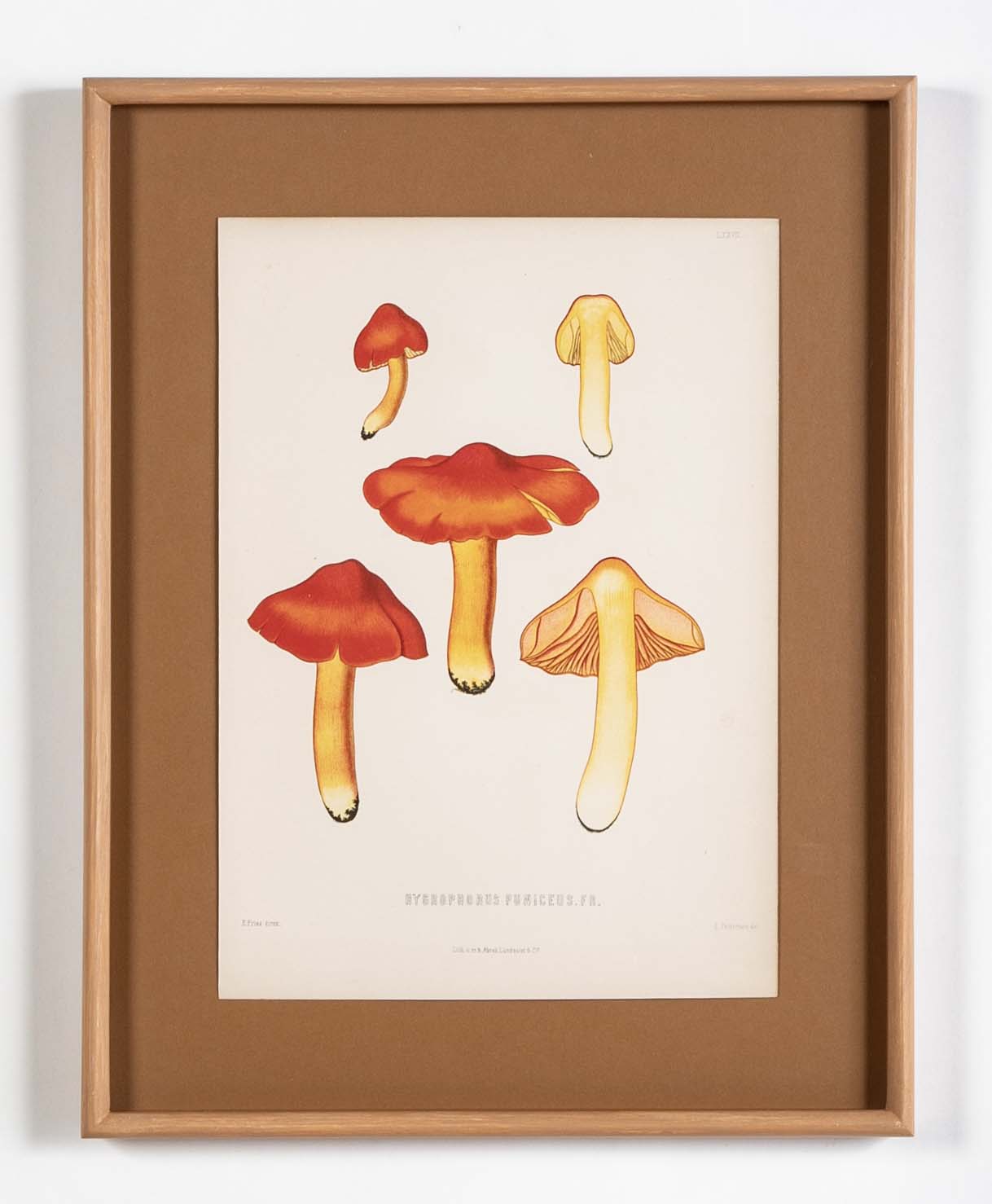 10 Chromolithograph Plates of Fungi by Swedish Botanist Elias Magnus Fries - Priced Individually at $950 EACH