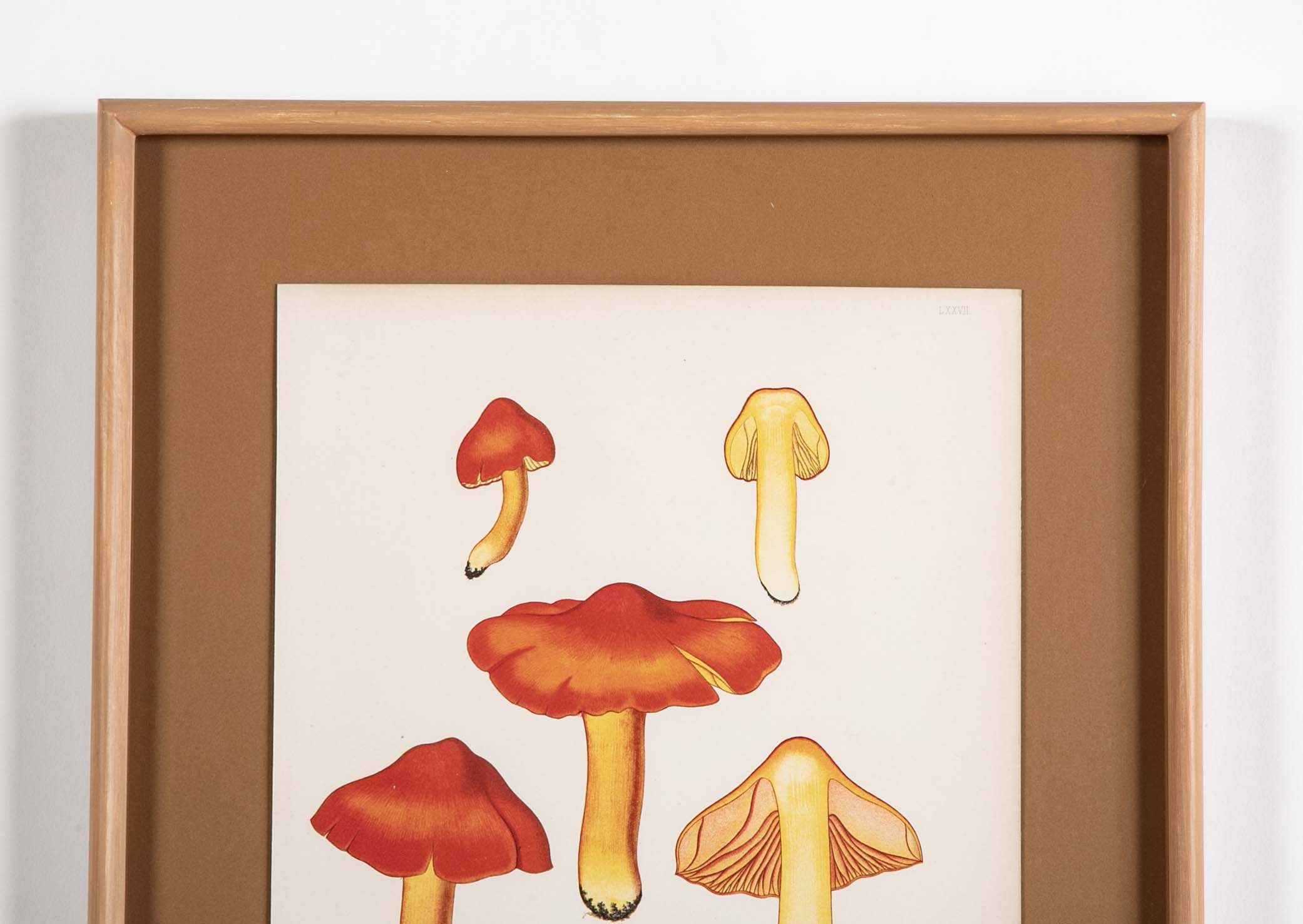 10 Chromolithograph Plates of Fungi by Swedish Botanist Elias Magnus Fries - Priced Individually at $950 EACH