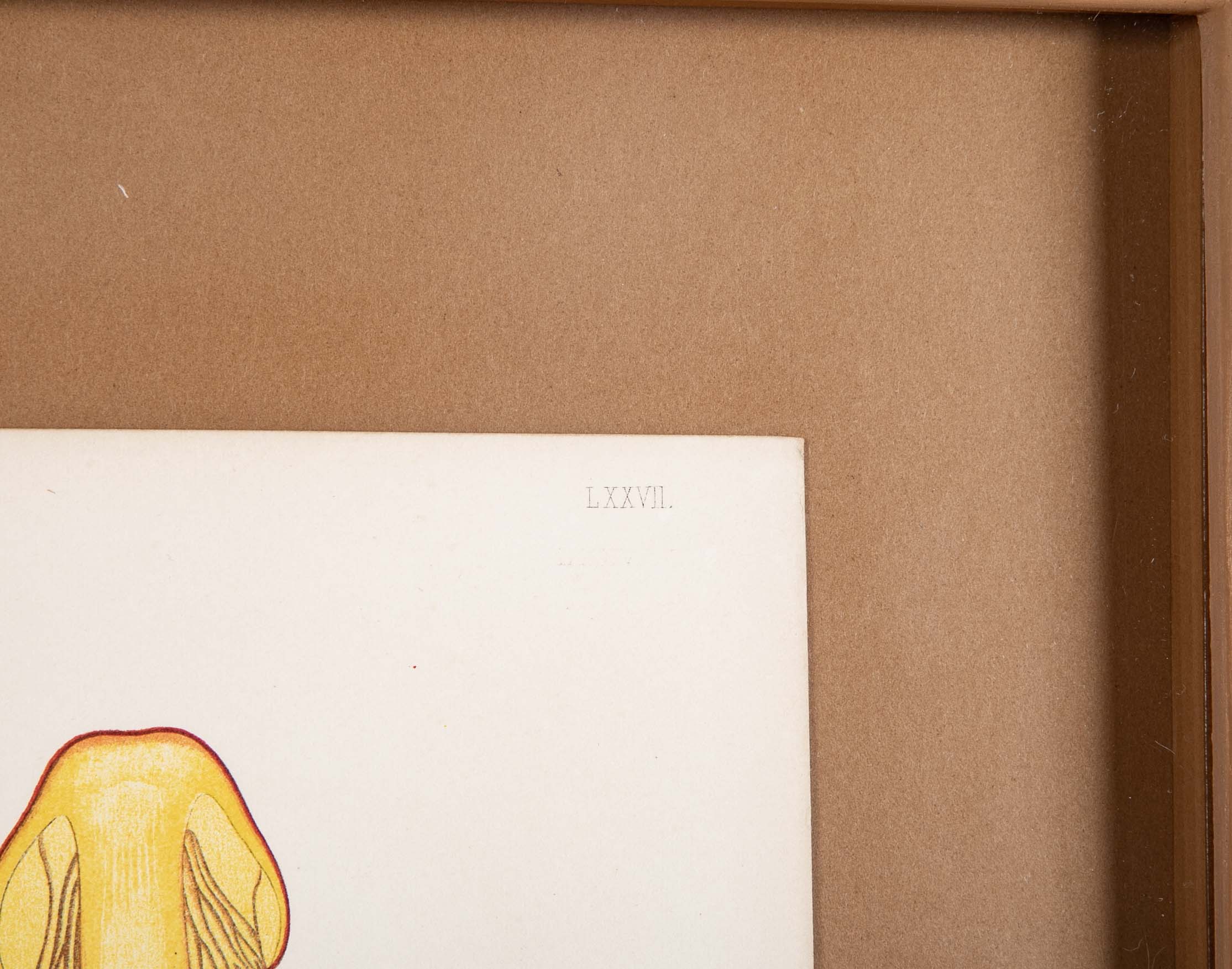 10 Chromolithograph Plates of Fungi by Swedish Botanist Elias Magnus Fries - Priced Individually at $950 EACH