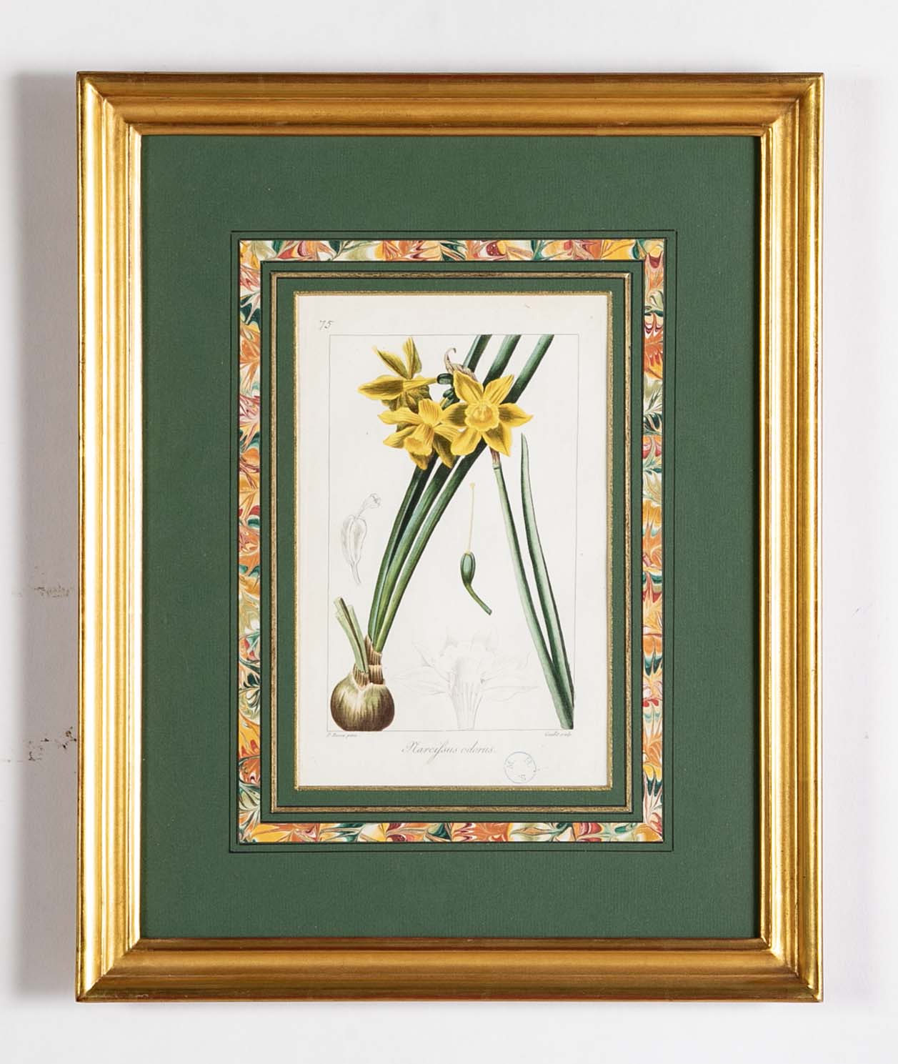Botanical Print of a Flower by French Naturalist Painter Pancrace Bessa ( 1772 - 1846 )