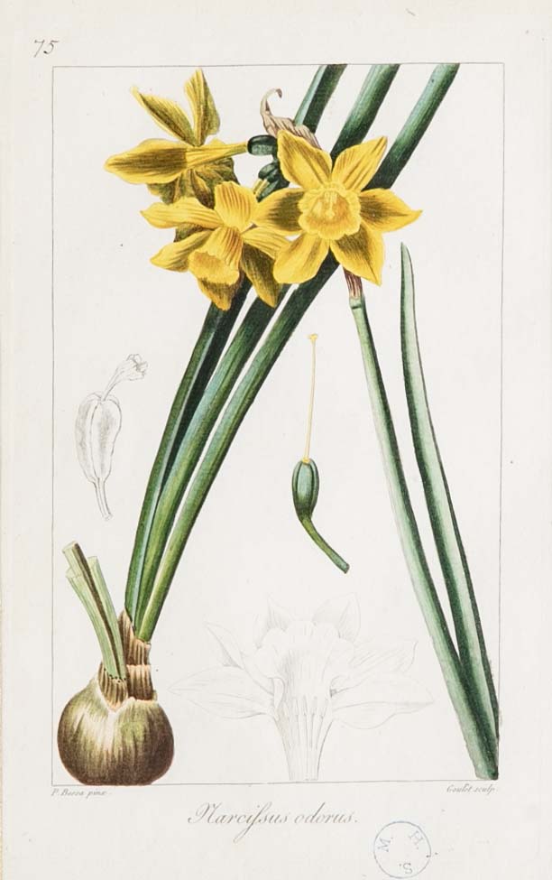 Botanical Print of a Flower by French Naturalist Painter Pancrace Bessa ( 1772 - 1846 )