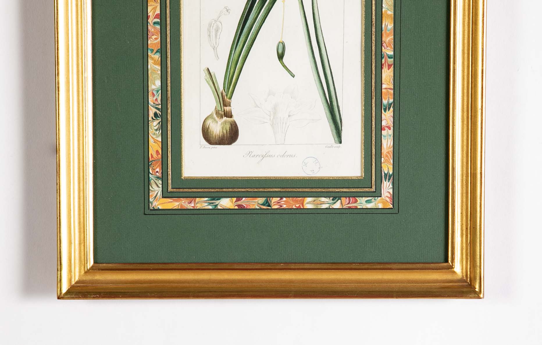Botanical Print of a Flower by French Naturalist Painter Pancrace Bessa ( 1772 - 1846 )