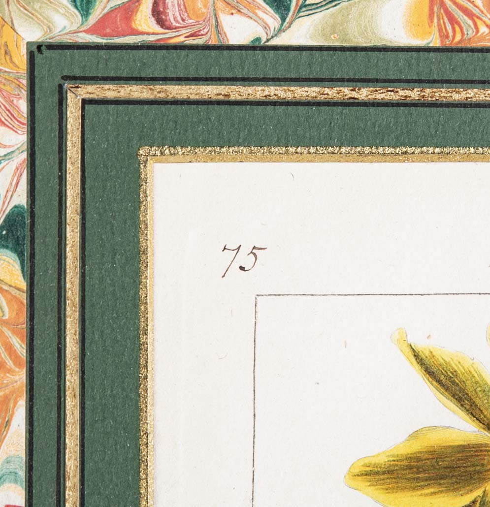Botanical Print of a Flower by French Naturalist Painter Pancrace Bessa ( 1772 - 1846 )