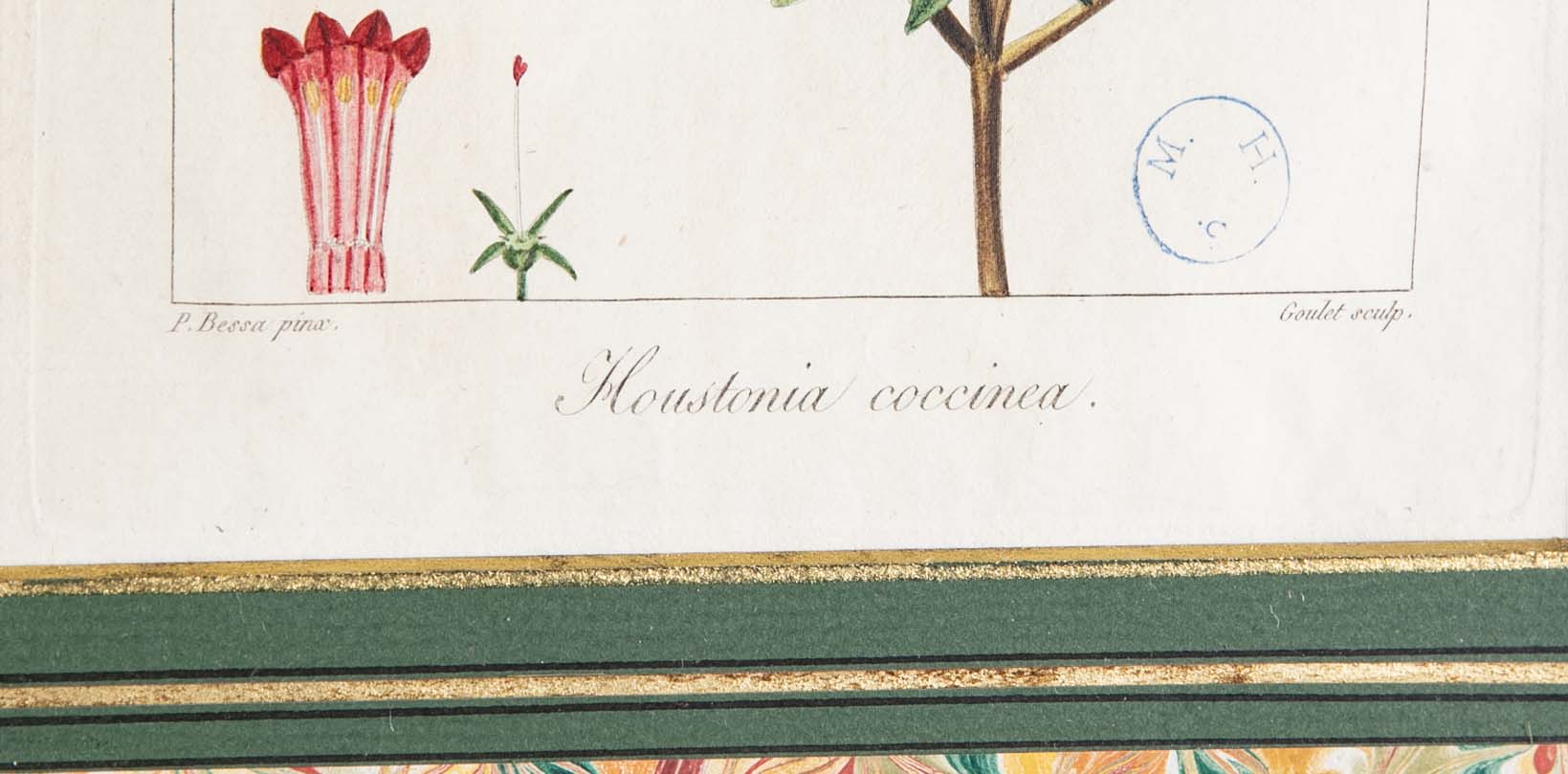 Botanical Print of a Flower by French Naturalist Painter Pancrace Bessa ( 1772 - 1846 )