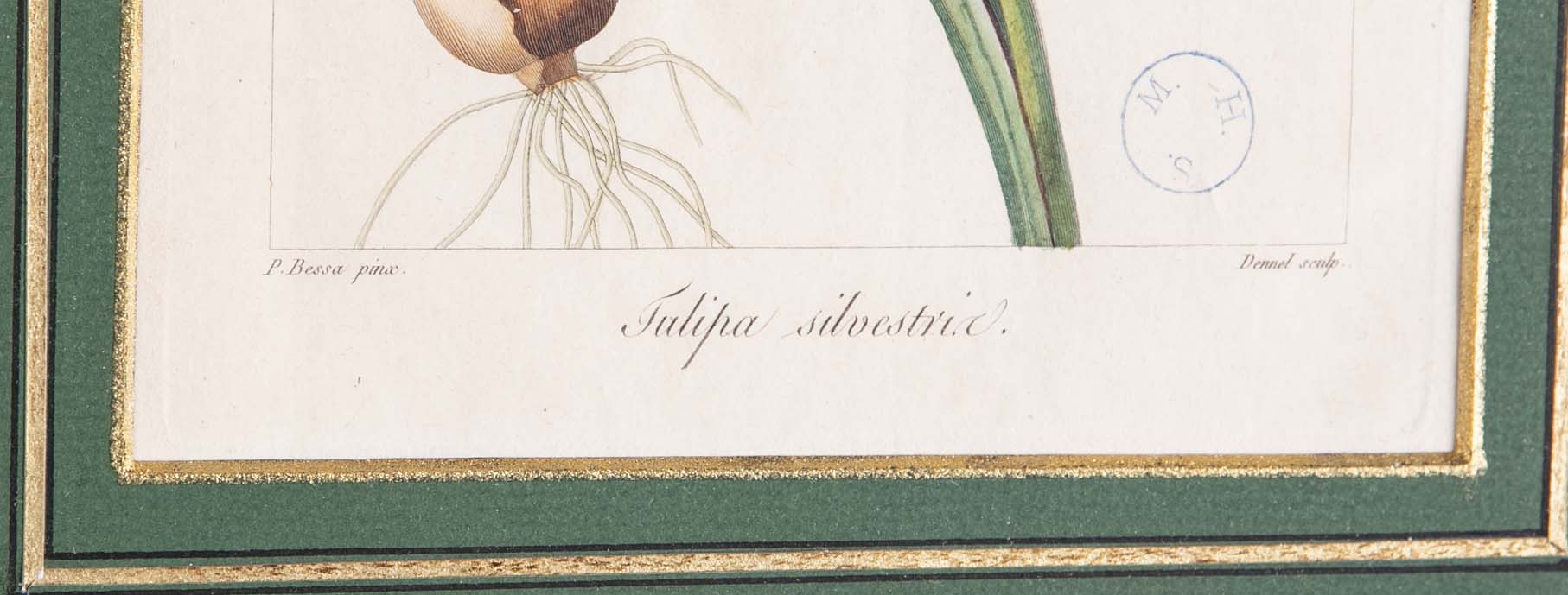 Botanical Print of a Flower by French Naturalist Painter Pancrace Bessa ( 1772 - 1846 )