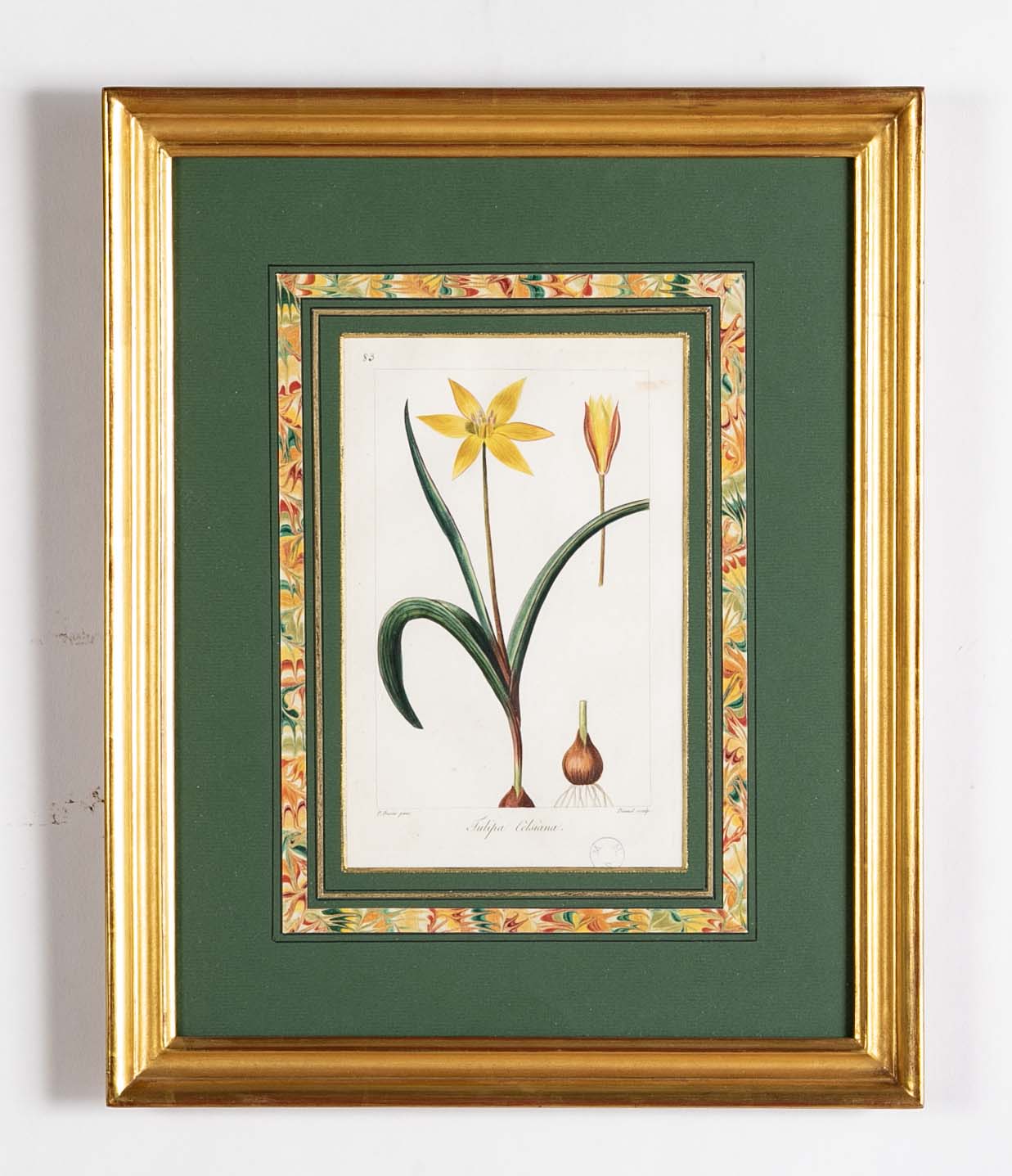 Botanical Print of a Flower by French Naturalist Painter Pancrace Bessa ( 1772 - 1846 )