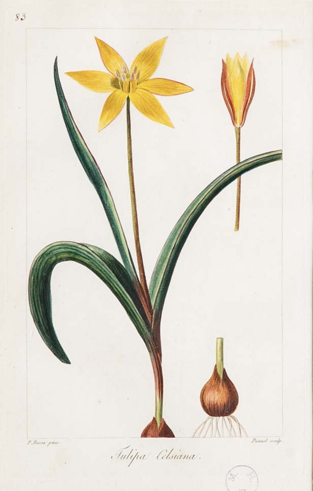 Botanical Print of a Flower by French Naturalist Painter Pancrace Bessa ( 1772 - 1846 )