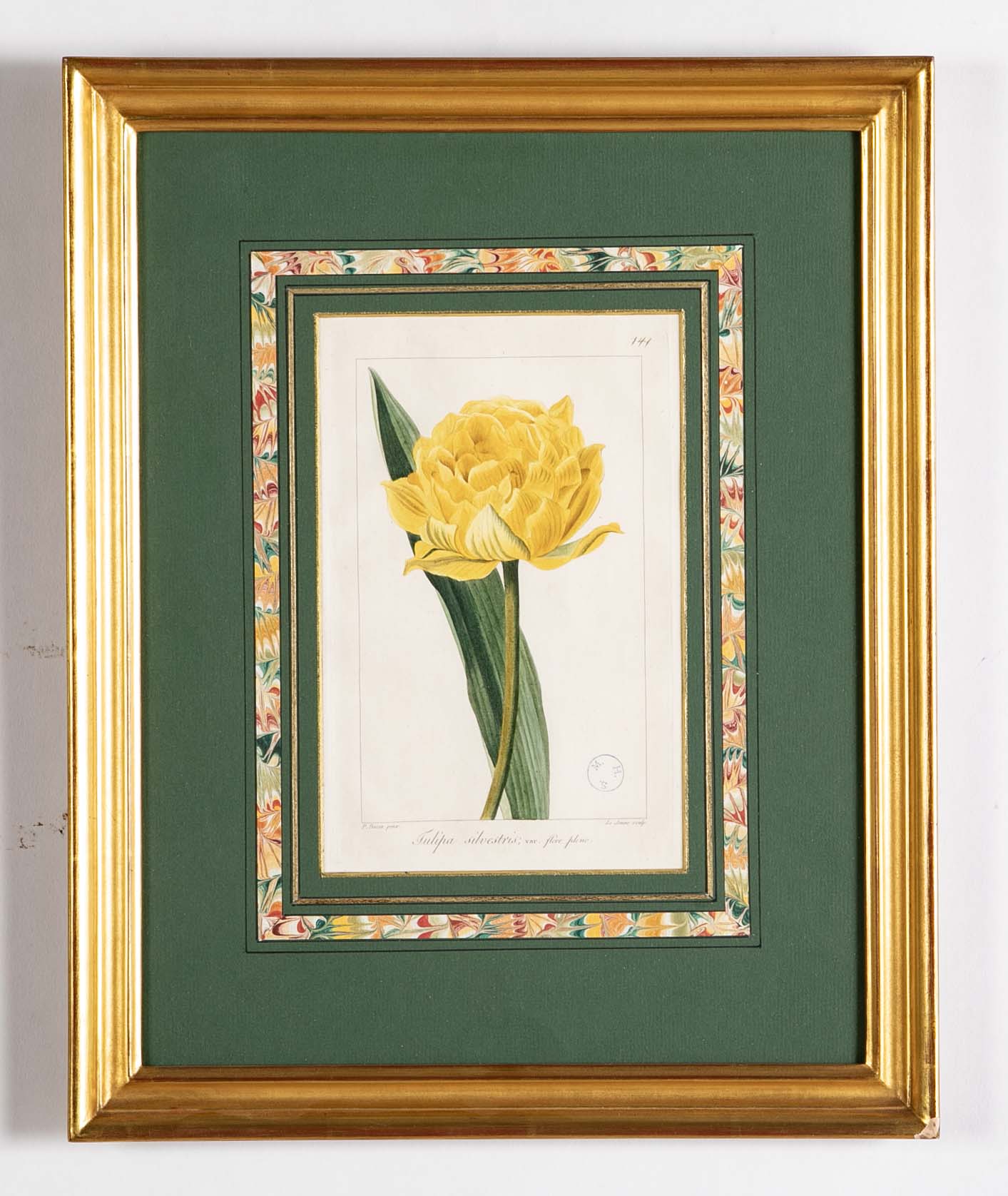 Botanical Print of a Flower by French Naturalist Painter Pancrace Bessa ( 1772 - 1846 )