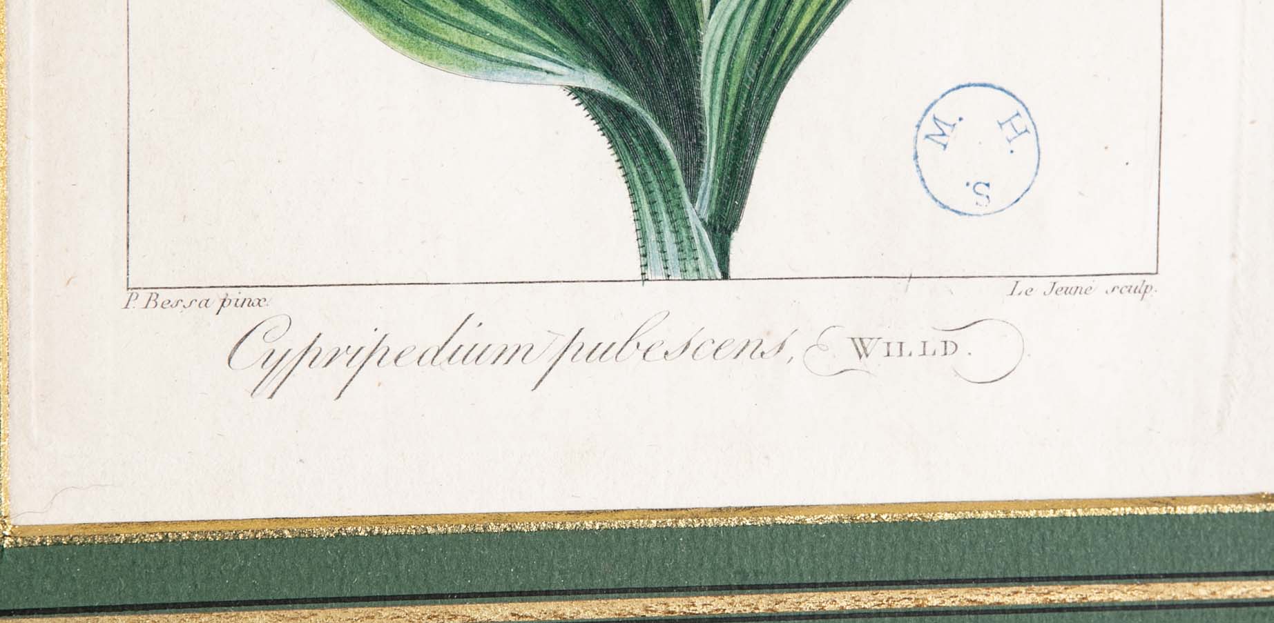 Botanical Print of a Flower by French Naturalist Painter Pancrace Bessa ( 1772 - 1846 )