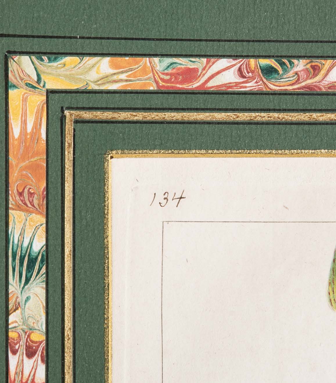 Botanical Print of a Flower by French Naturalist Painter Pancrace Bessa ( 1772 - 1846 )