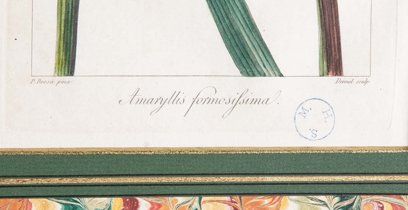 Botanical Print of a Flower by French Naturalist Painter Pancrace Bessa ( 1772 - 1846 )