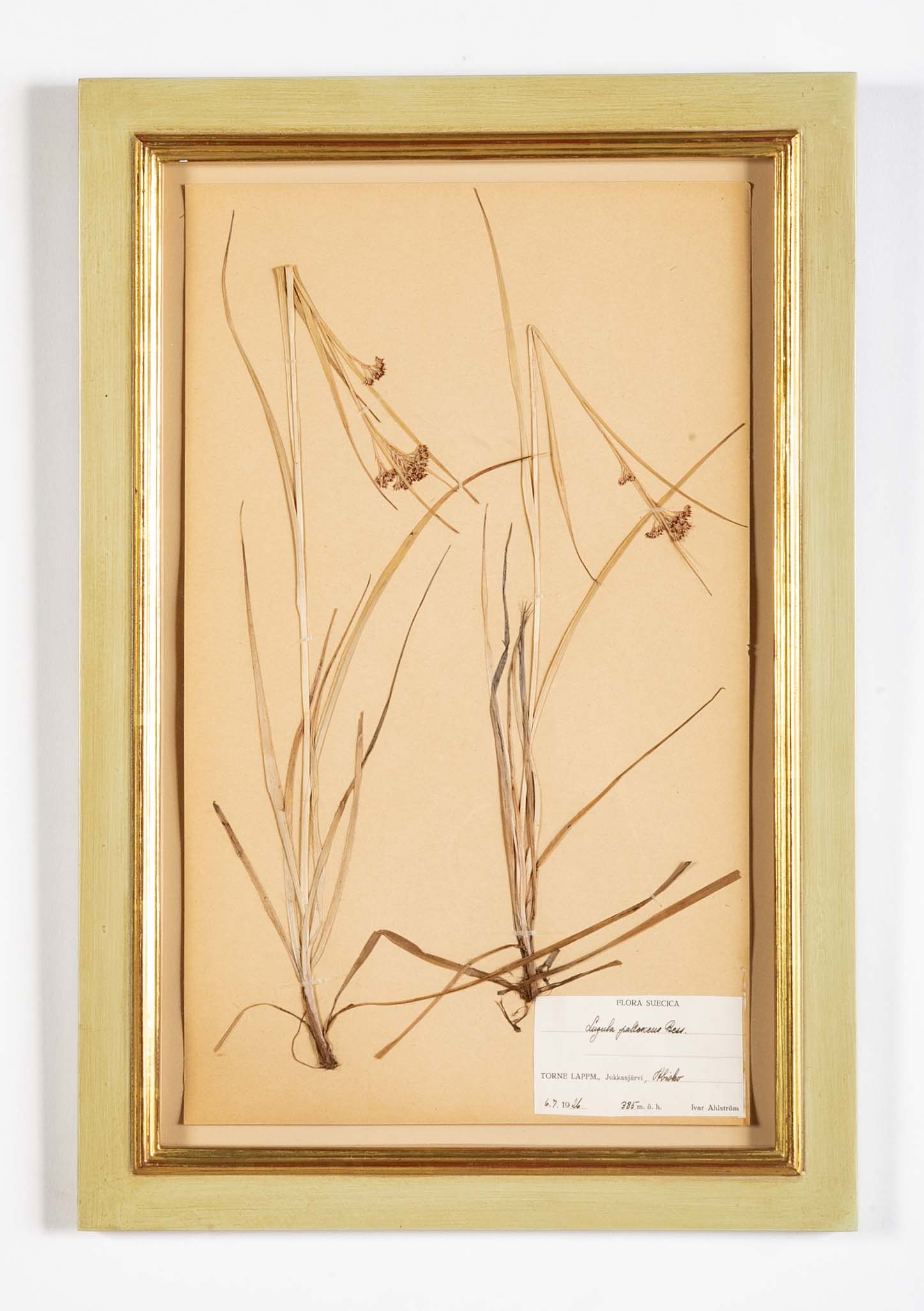 "A Collection of Dried British Grass Specimens" by W. Curtis & W. Salisbury