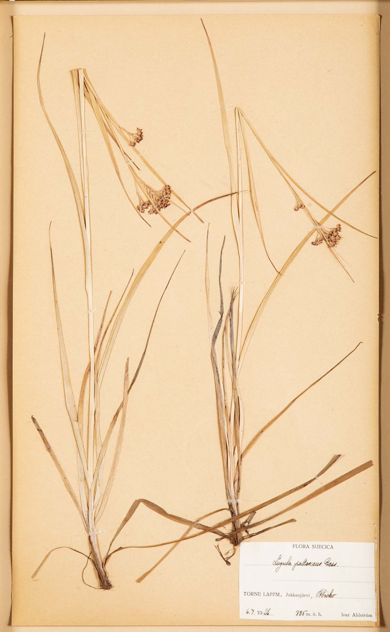 "A Collection of Dried British Grass Specimens" by W. Curtis & W. Salisbury