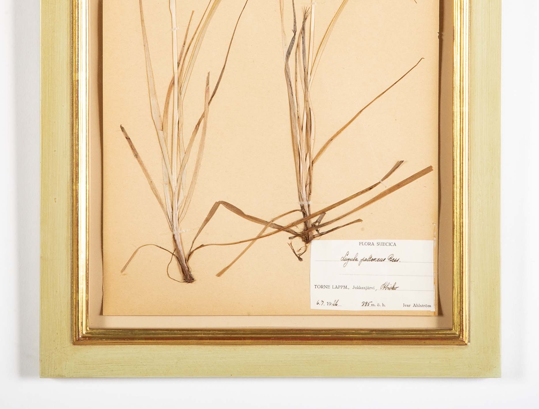 "A Collection of Dried British Grass Specimens" by W. Curtis & W. Salisbury