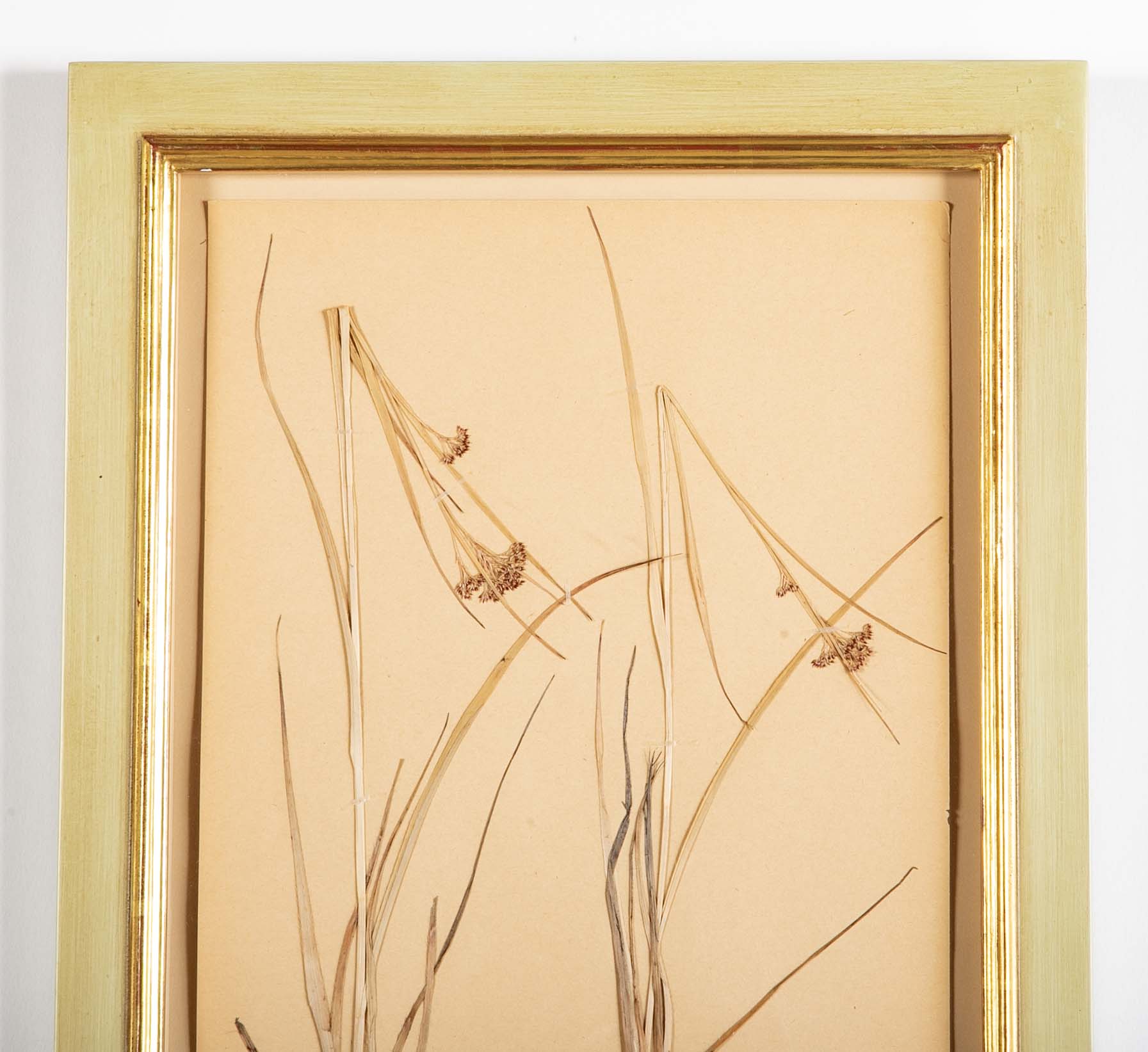 "A Collection of Dried British Grass Specimens" by W. Curtis & W. Salisbury