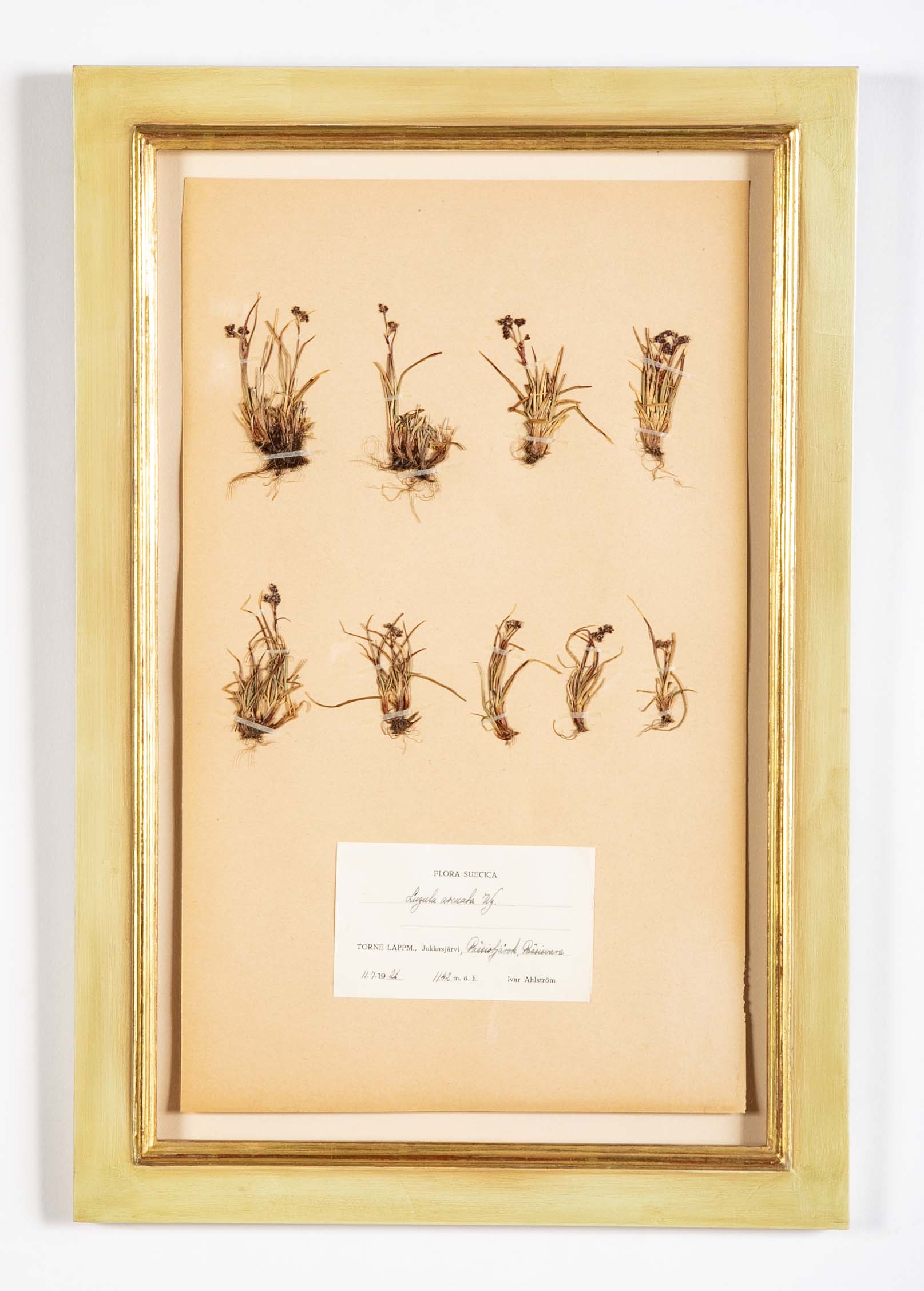 "A Collection of Dried British Grass Specimens" by W. Curtis & W. Salisbury
