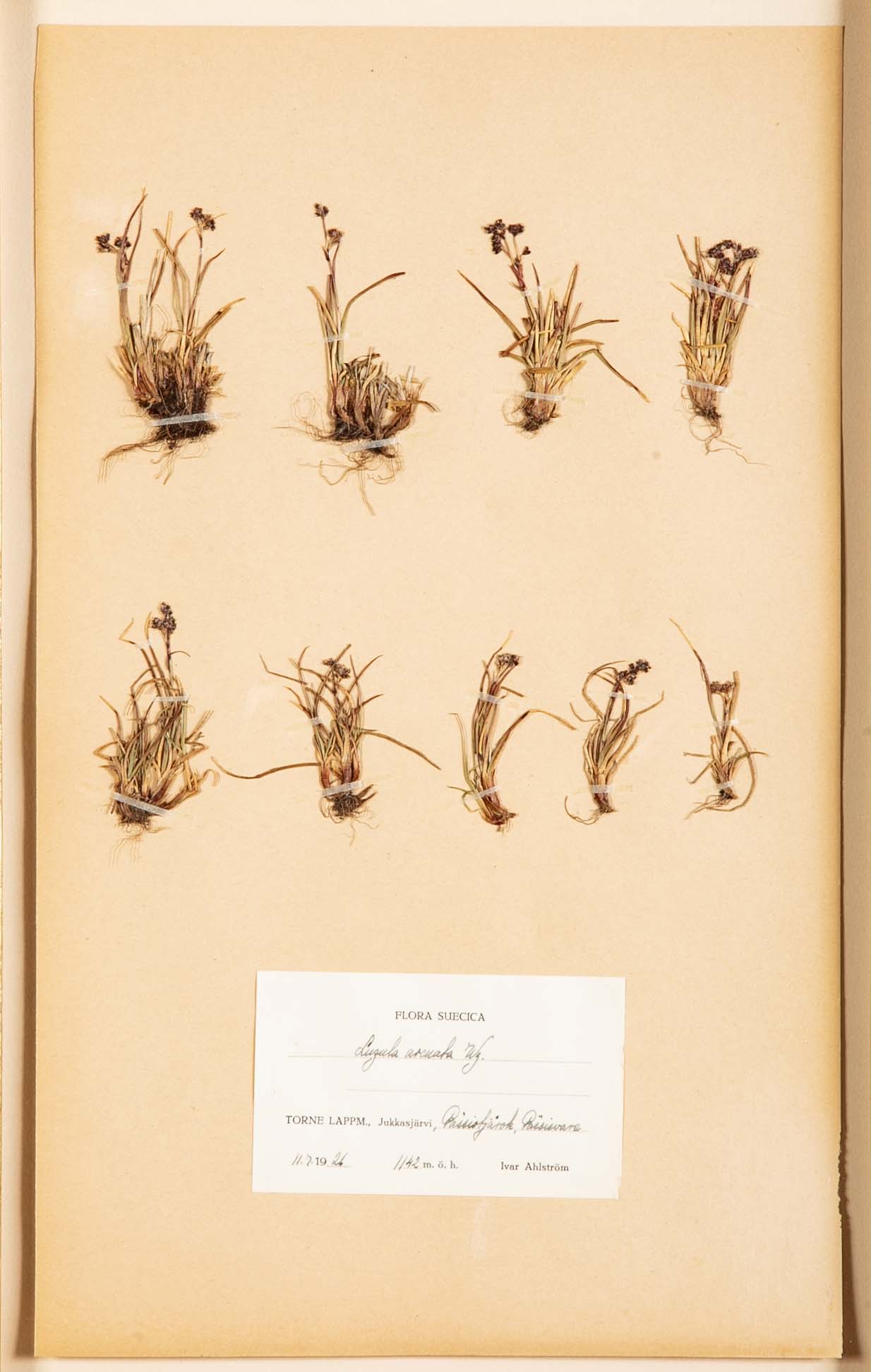 "A Collection of Dried British Grass Specimens" by W. Curtis & W. Salisbury