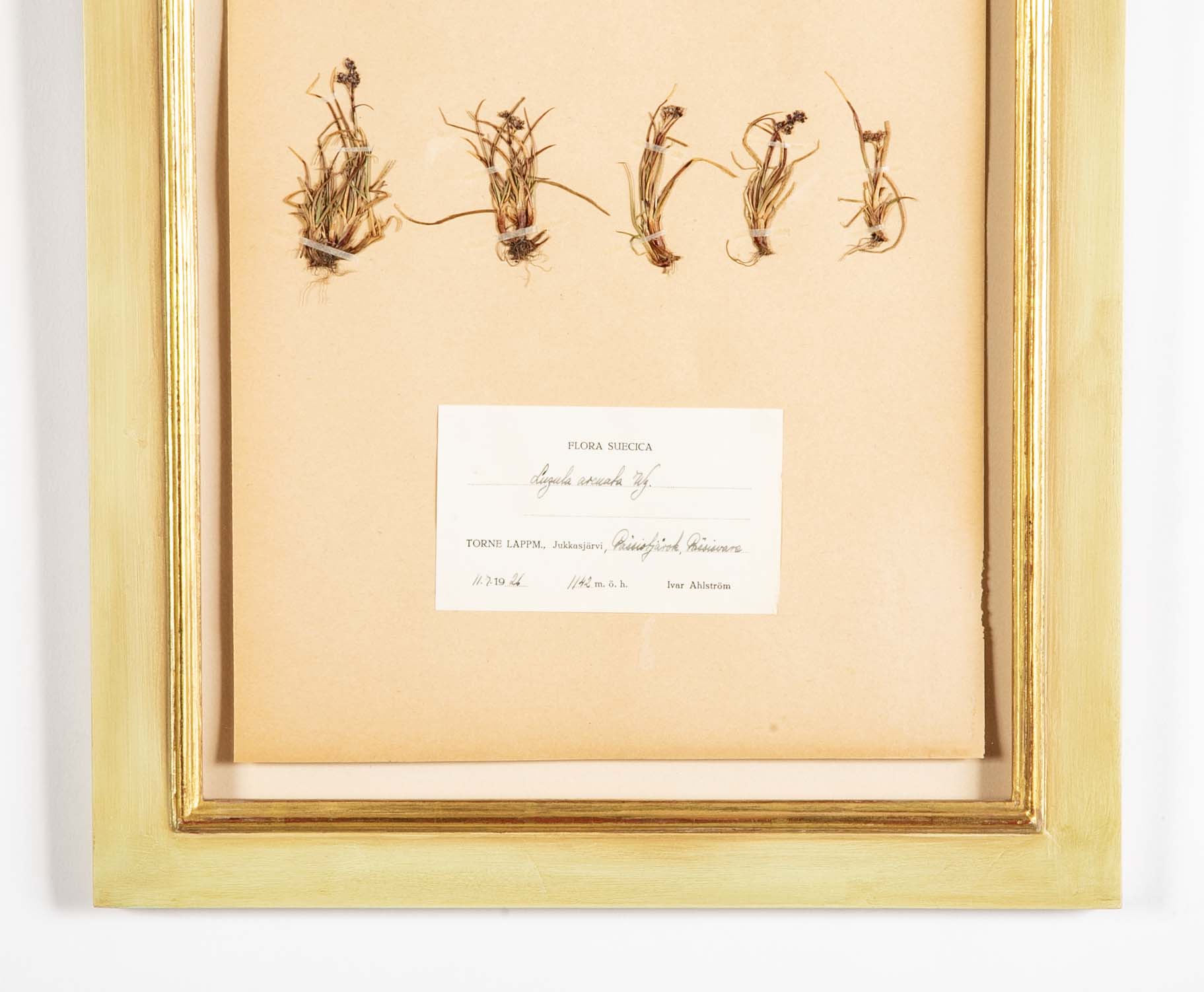 "A Collection of Dried British Grass Specimens" by W. Curtis & W. Salisbury