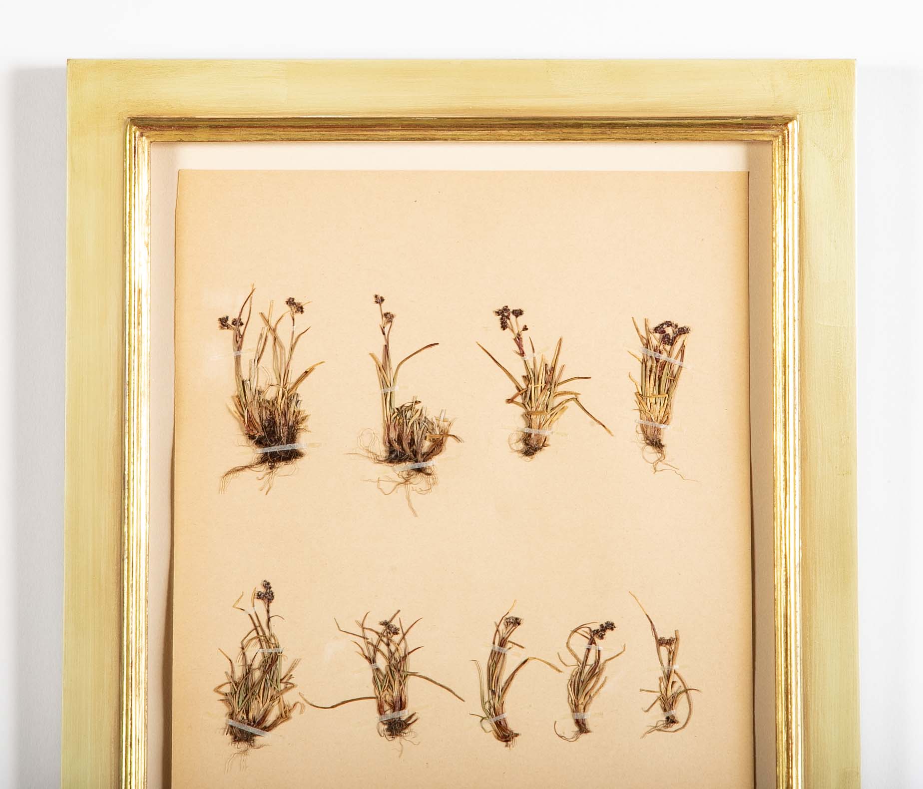 "A Collection of Dried British Grass Specimens" by W. Curtis & W. Salisbury