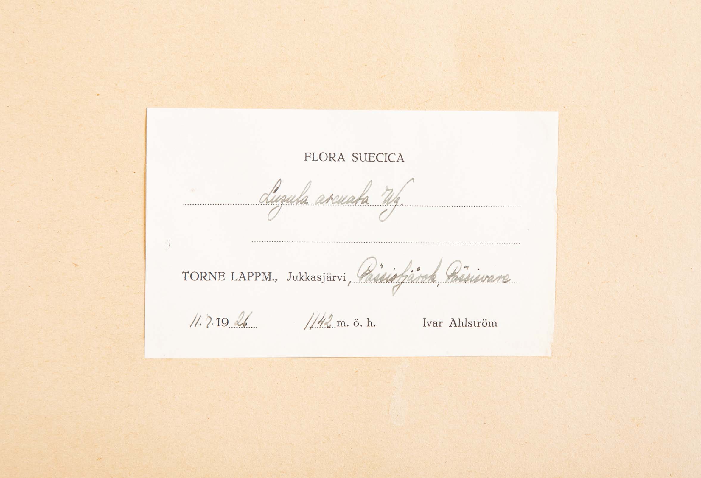 "A Collection of Dried British Grass Specimens" by W. Curtis & W. Salisbury
