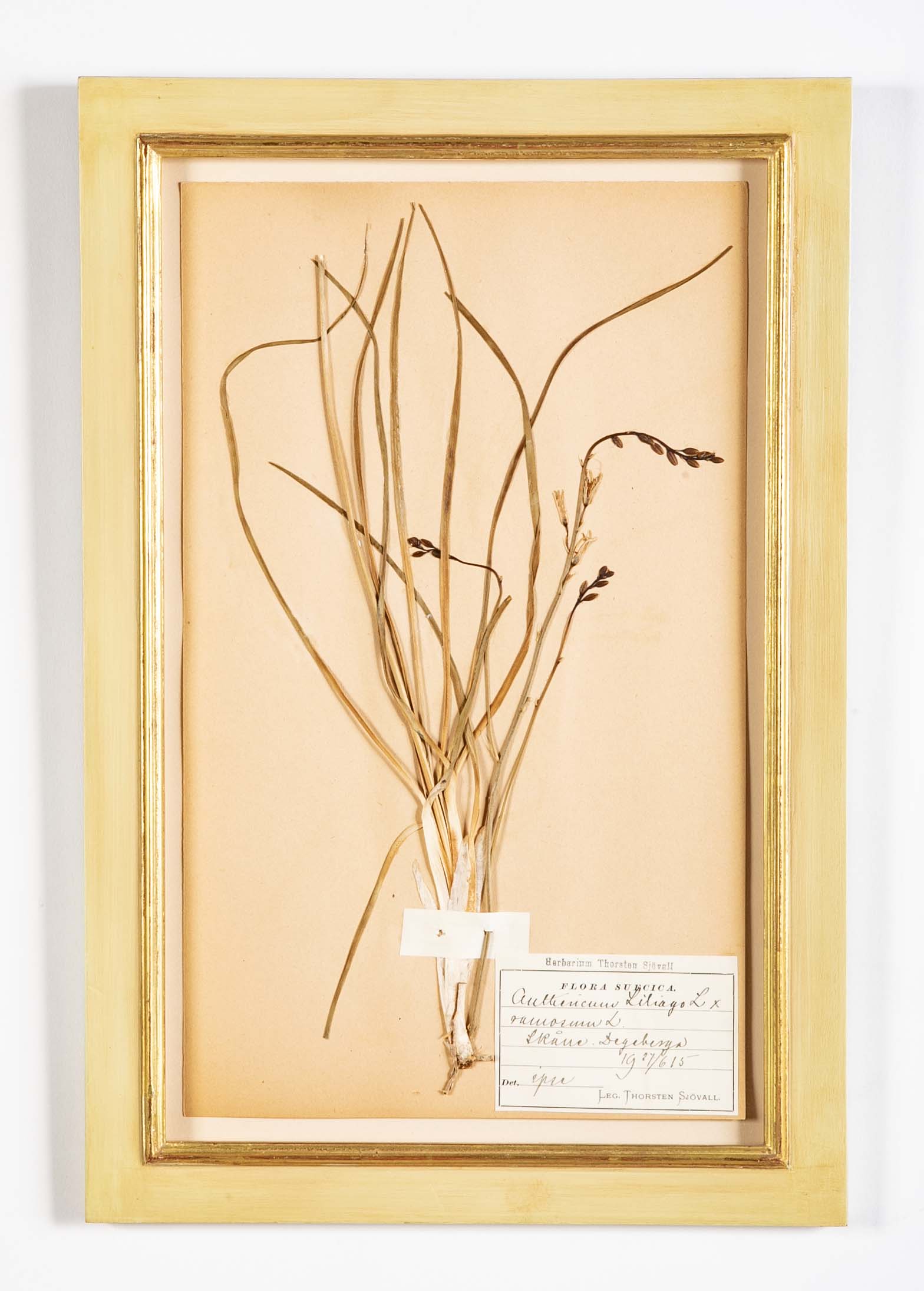 "A Collection of Dried British Grass Specimens" by W. Curtis & W. Salisbury