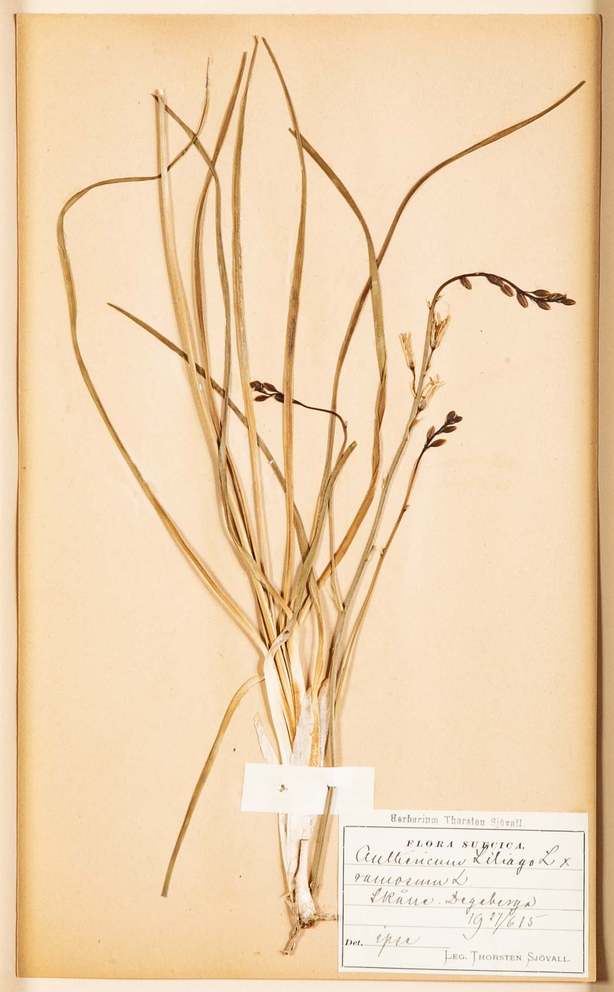 "A Collection of Dried British Grass Specimens" by W. Curtis & W. Salisbury