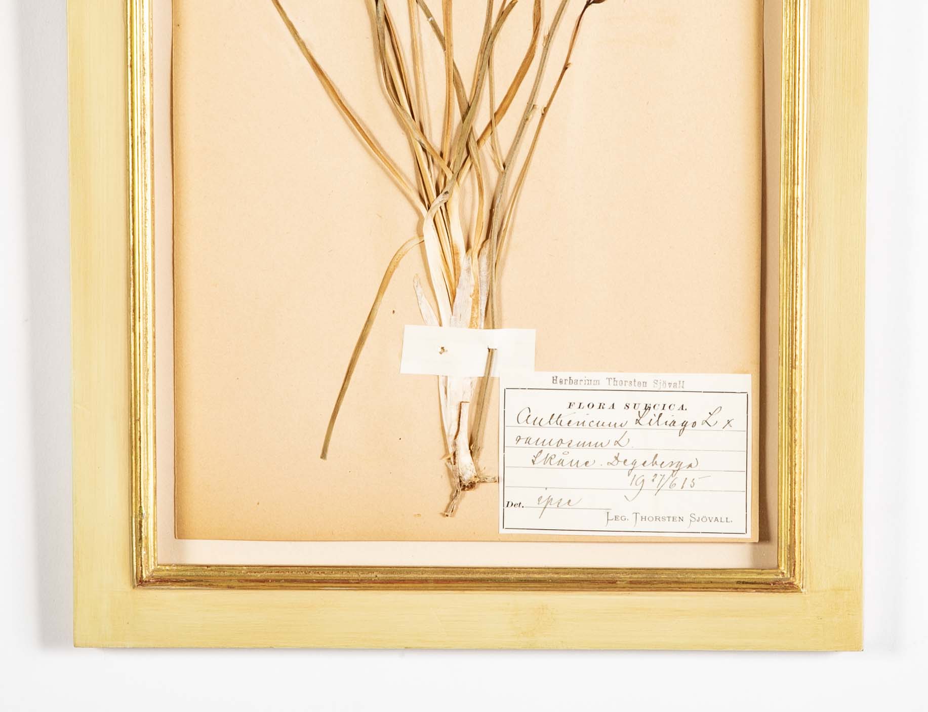 "A Collection of Dried British Grass Specimens" by W. Curtis & W. Salisbury