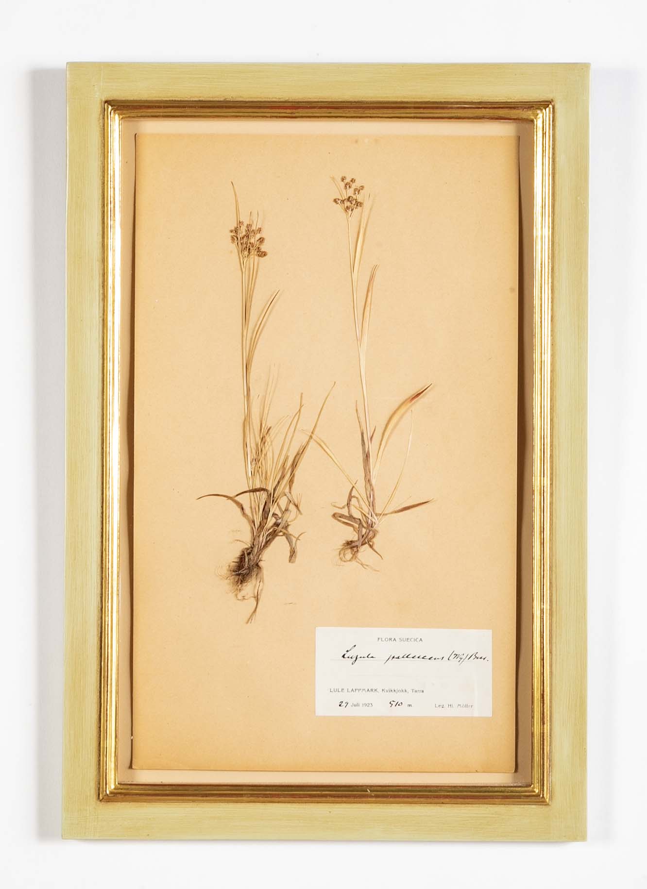 "A Collection of Dried British Grass Specimens" by W. Curtis & W. Salisbury