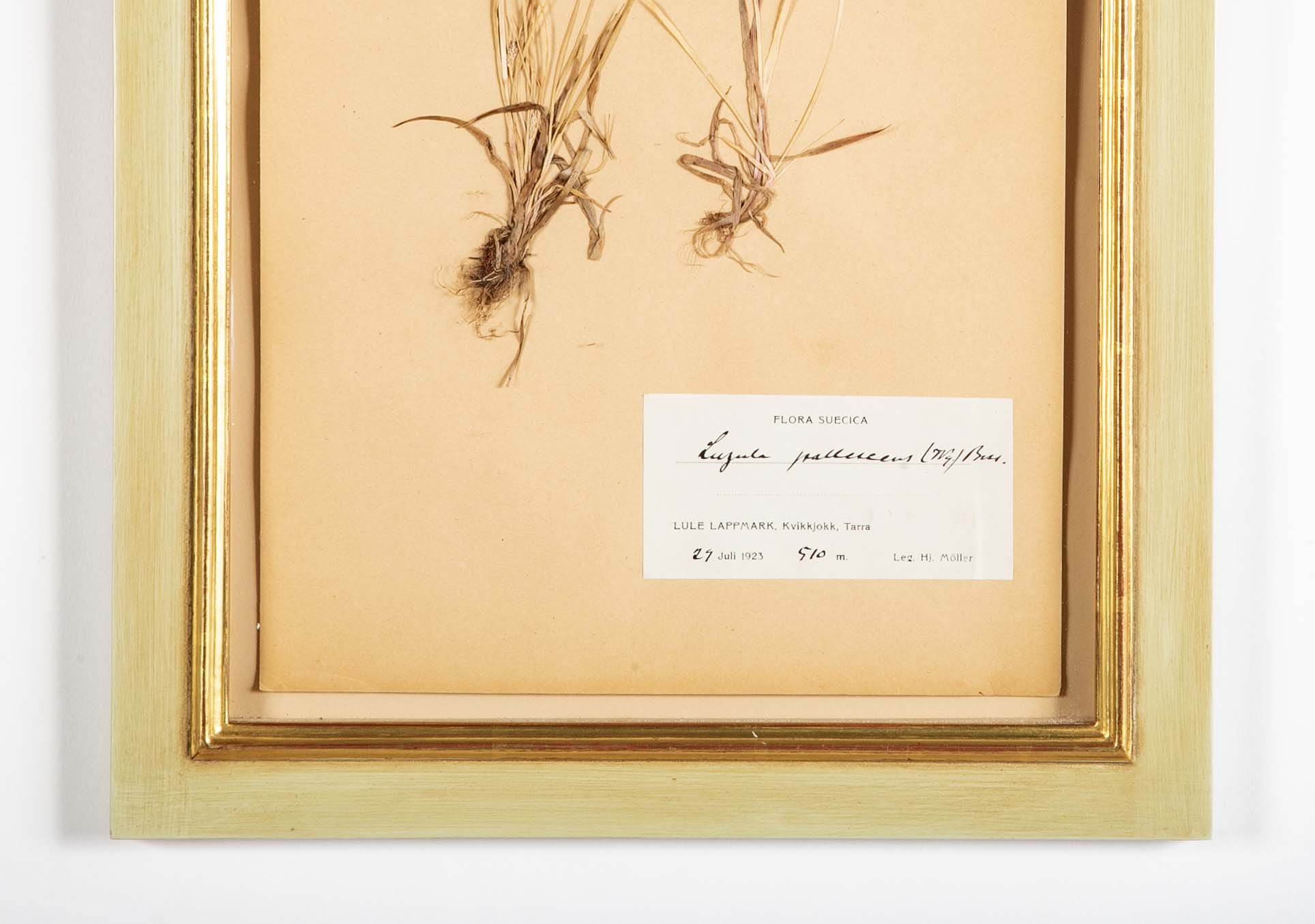 "A Collection of Dried British Grass Specimens" by W. Curtis & W. Salisbury