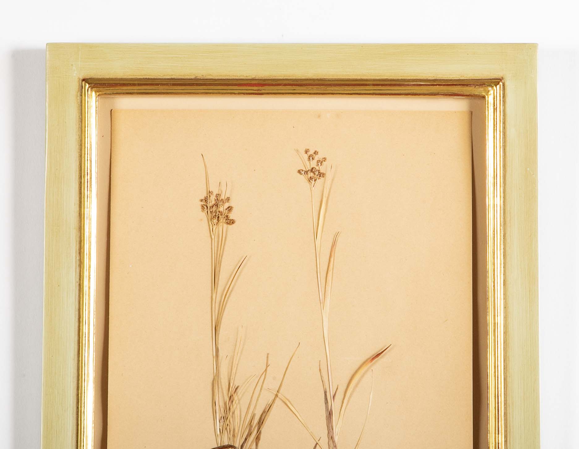 "A Collection of Dried British Grass Specimens" by W. Curtis & W. Salisbury